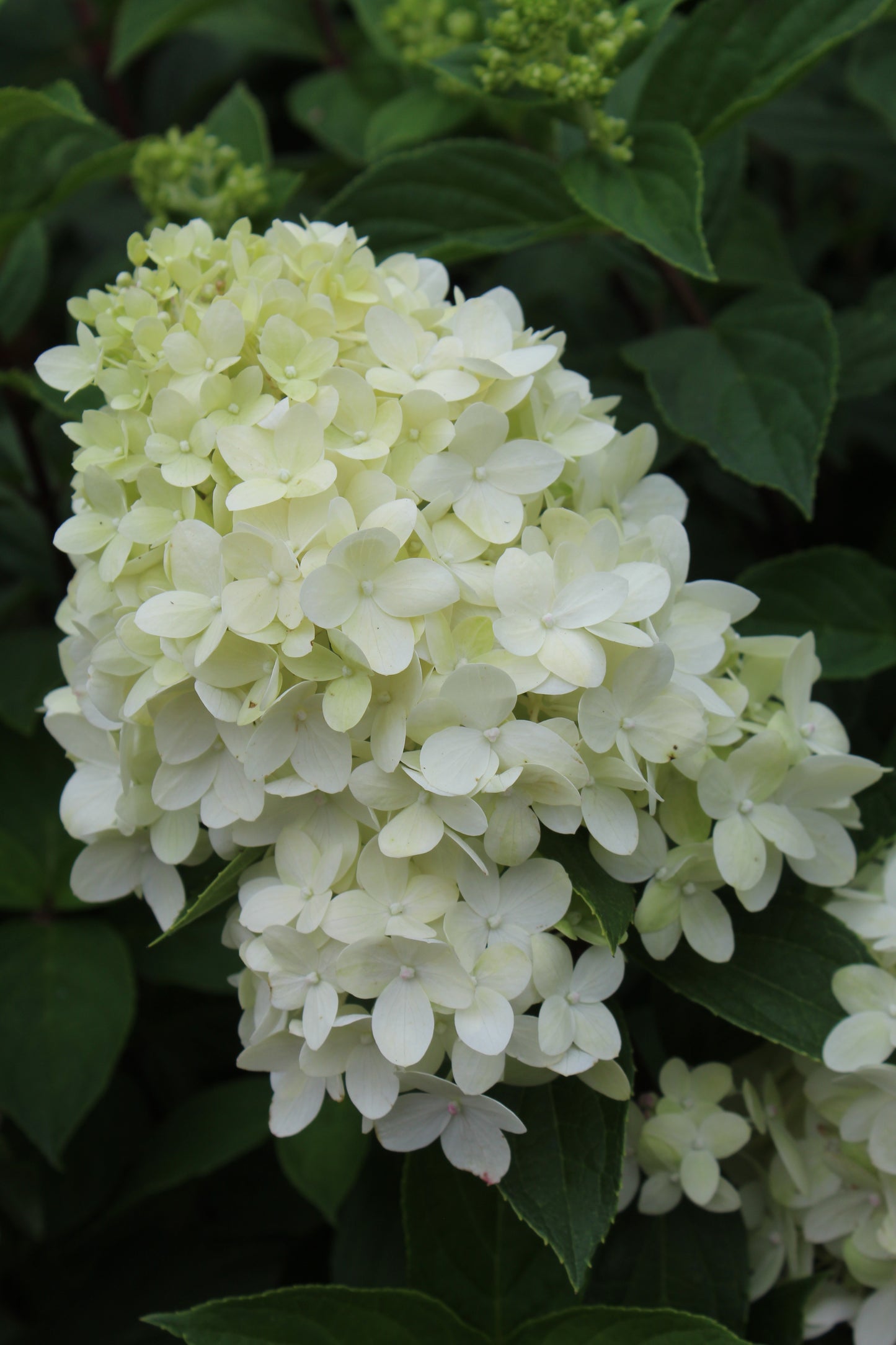 HYDRANGEA PAN. LIMELIGHT PRIME 3g