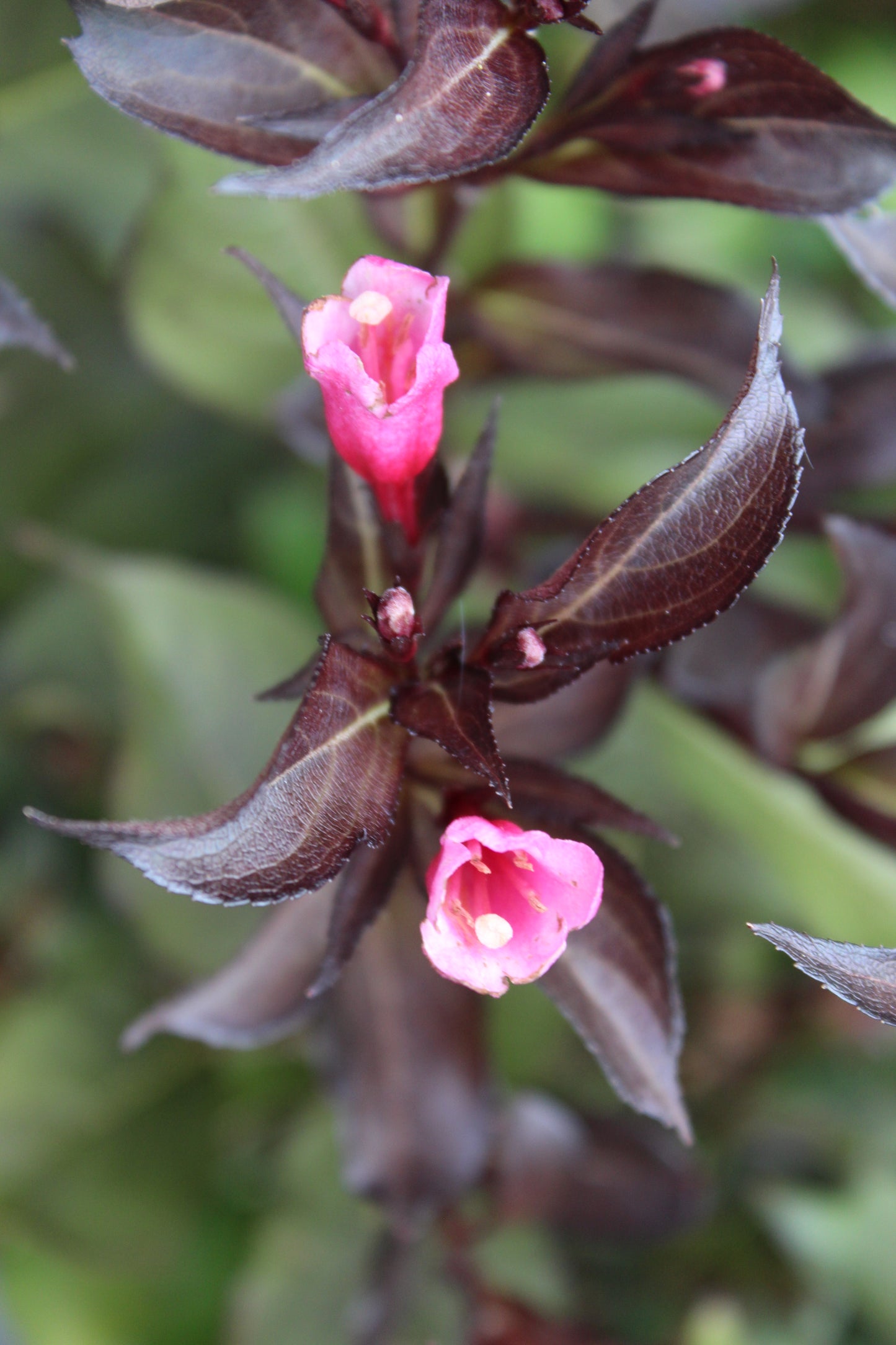 Weigela FL Alexandra (wine & roses) 3g