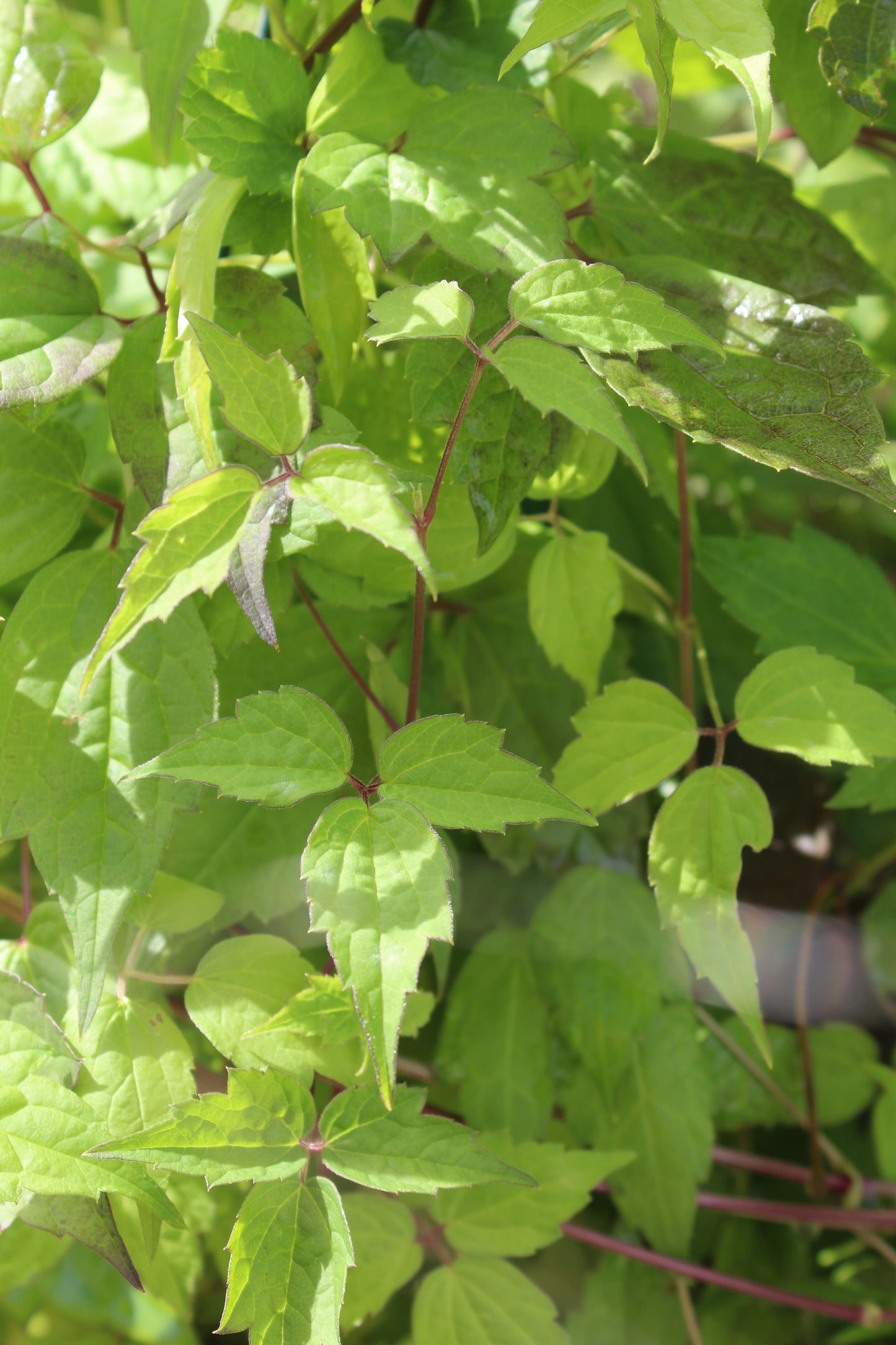 Clematis virginiana 1g