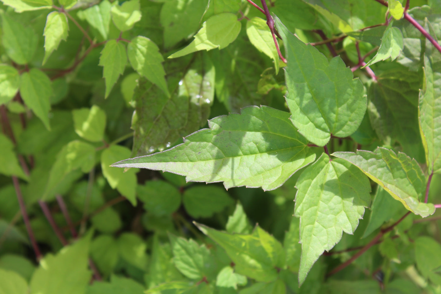 Clematis virginiana 1g
