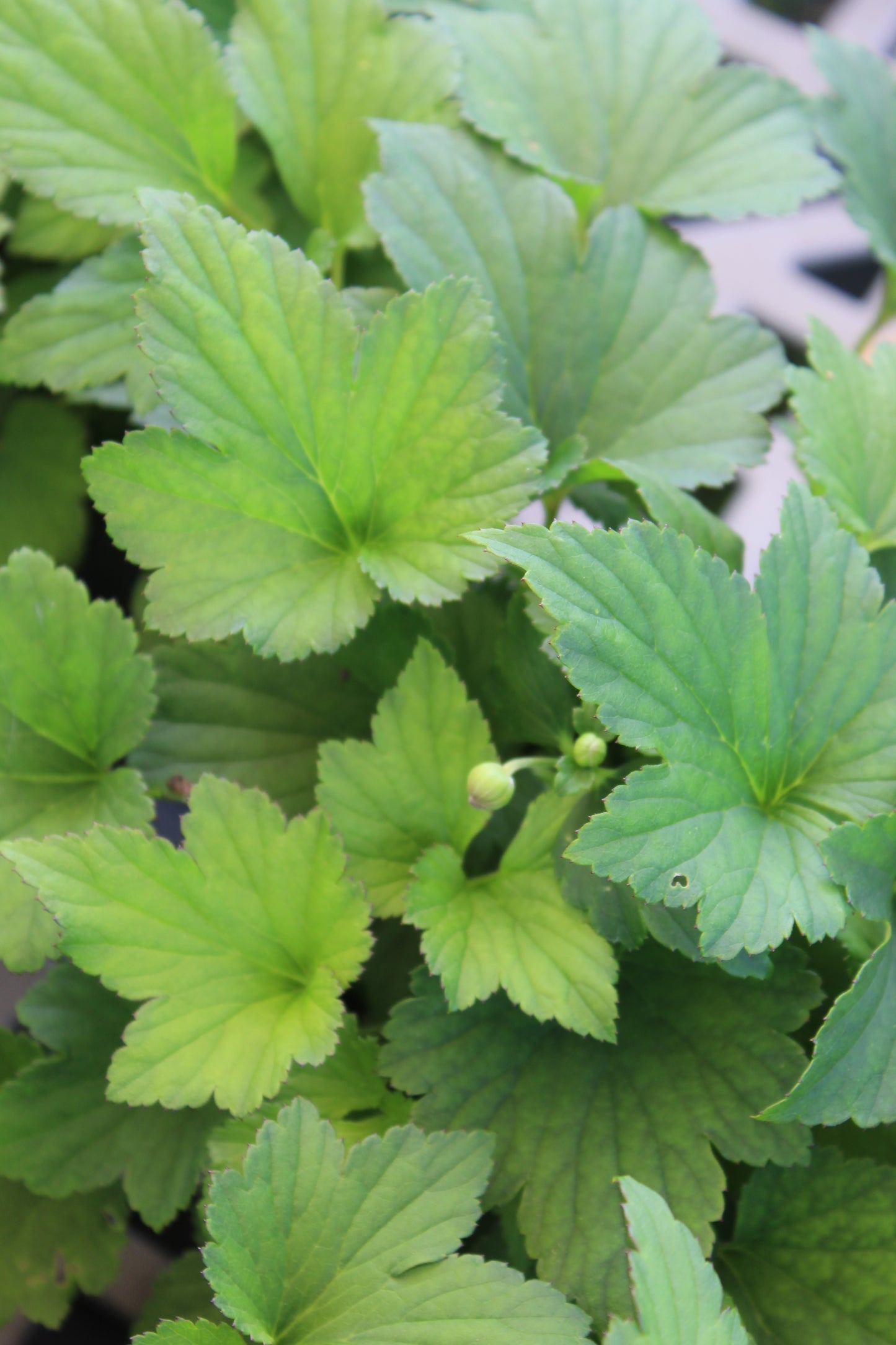 Anemone September Charm 1g