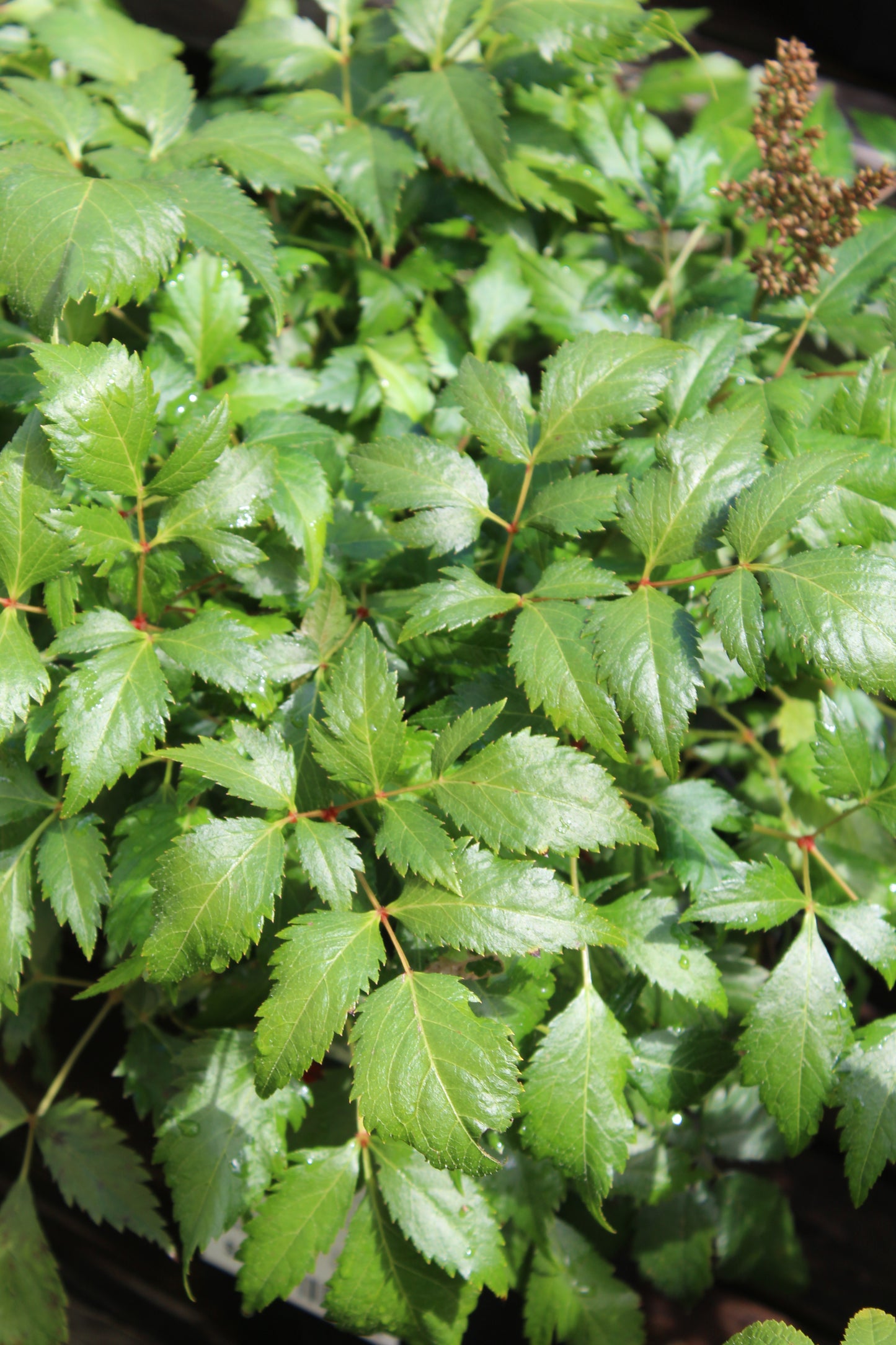 ASTILBE arendsii Fanal 1g