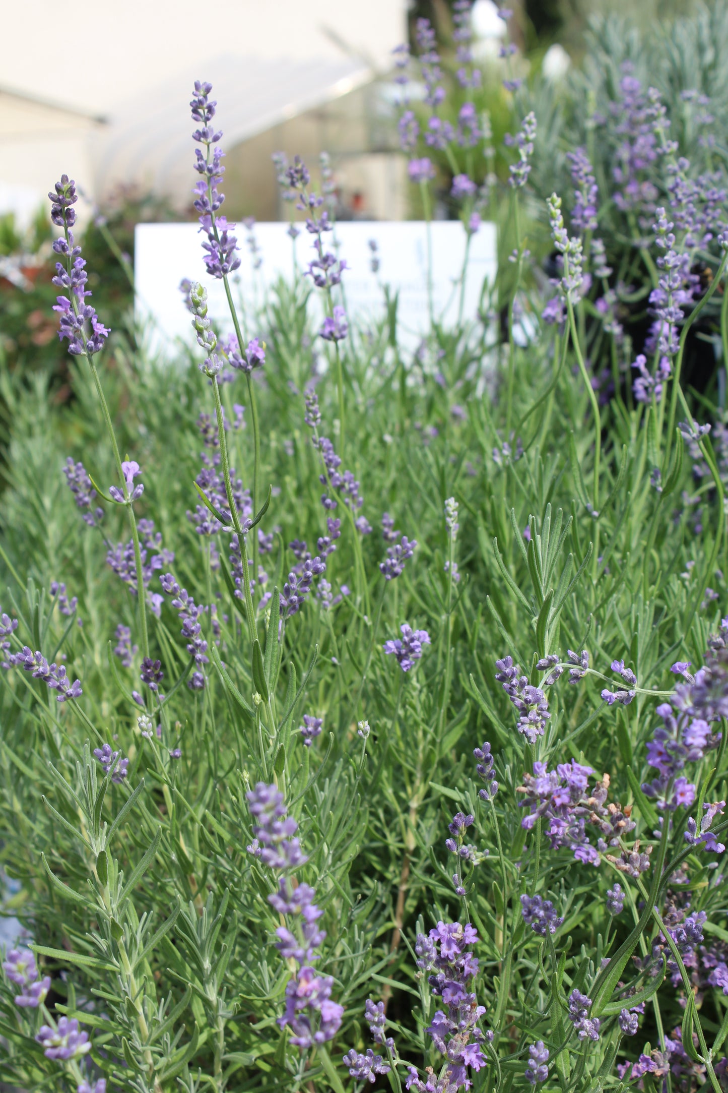 Lavender Munstead