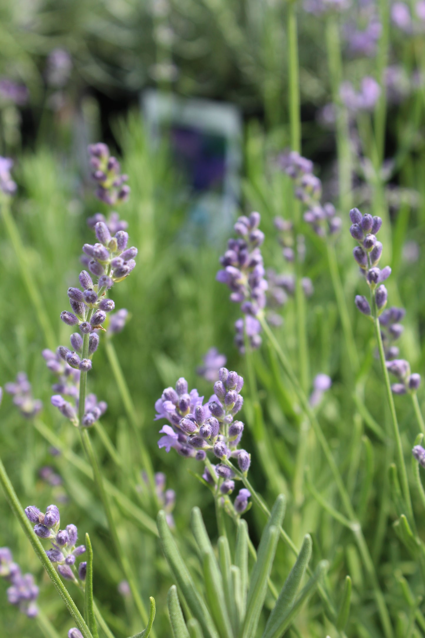 Lavender Munstead