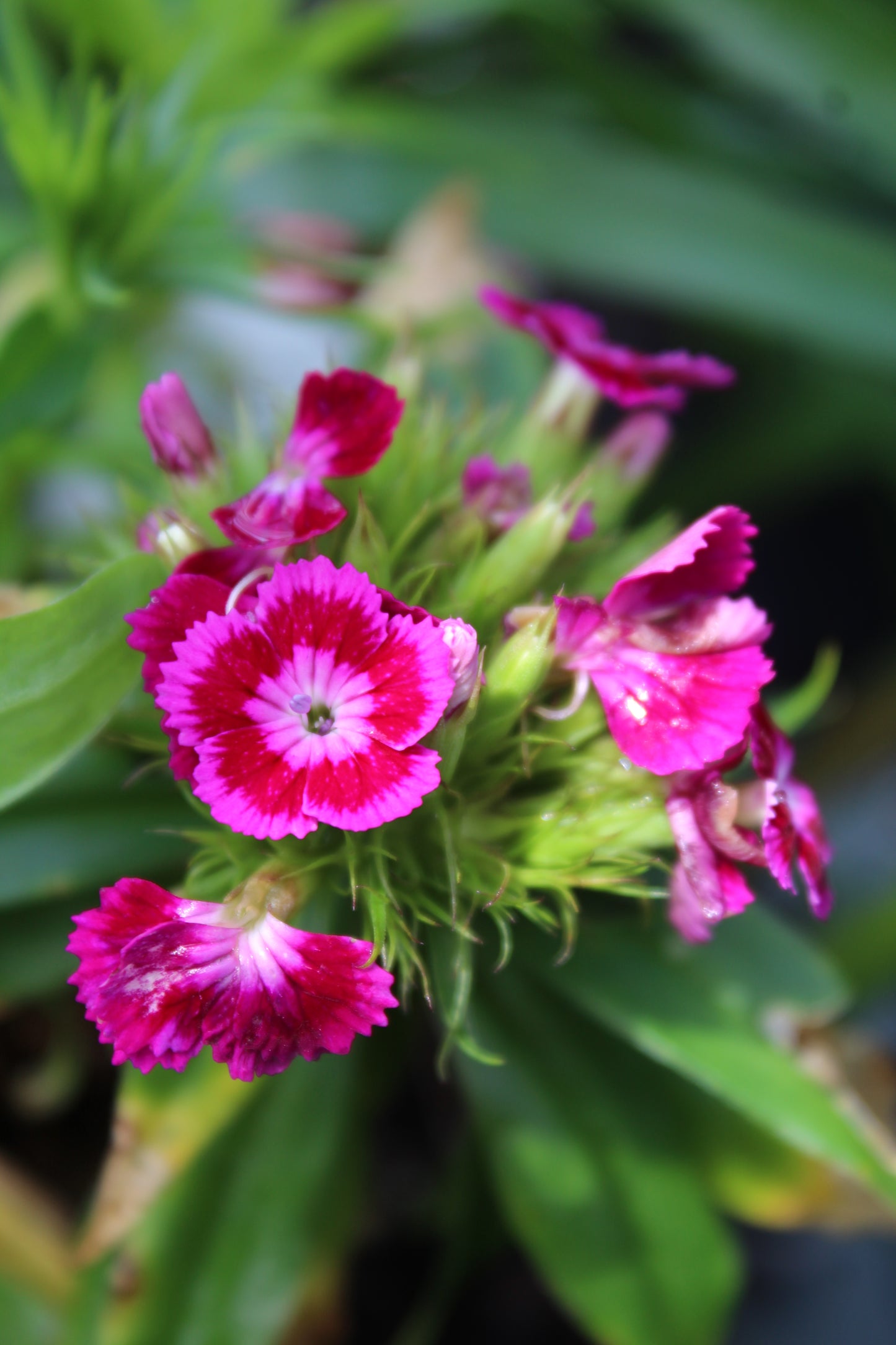 DIANTHUS barbarini Purple 1g