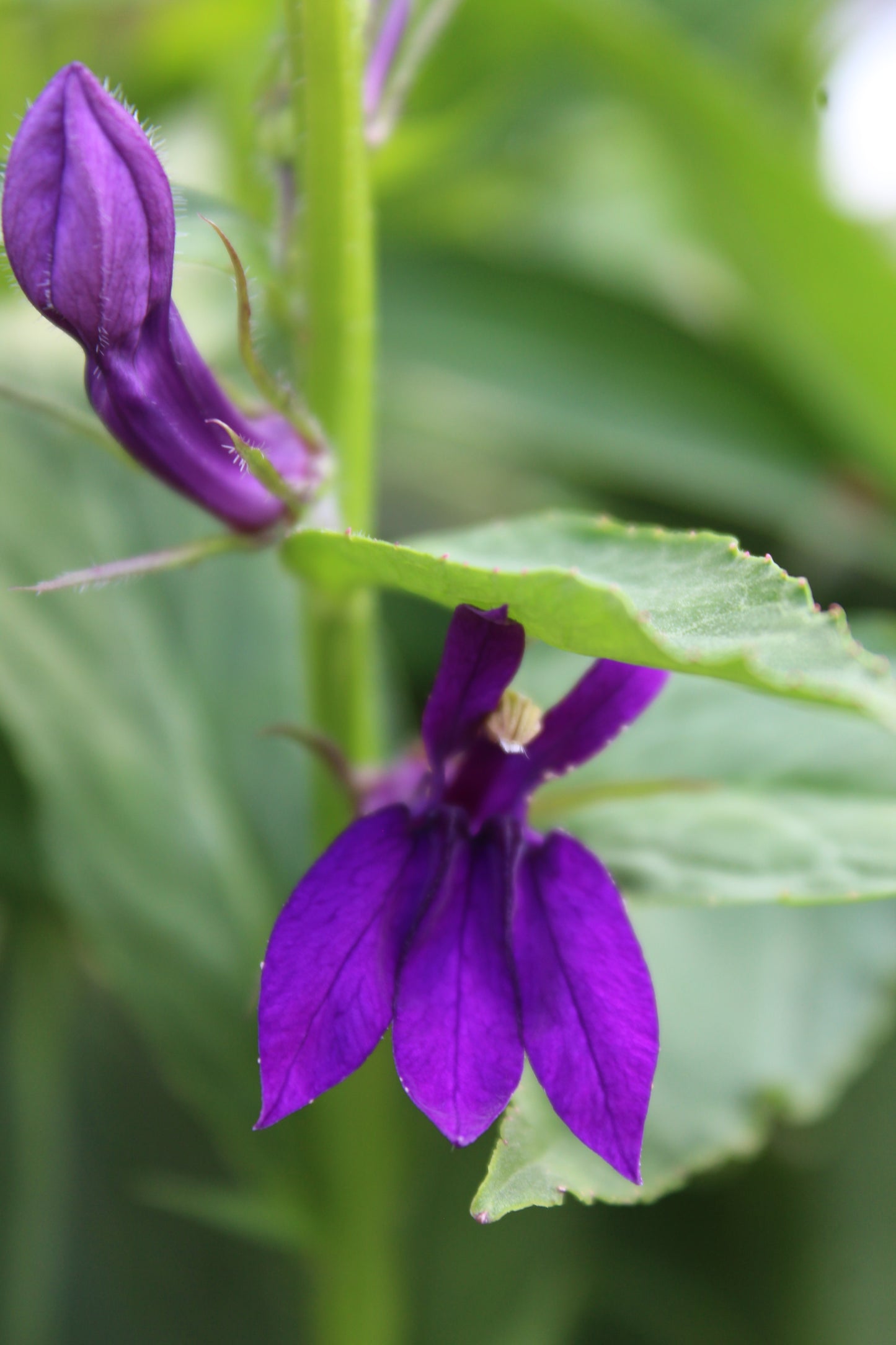 Lobelia Starship Blue 1g