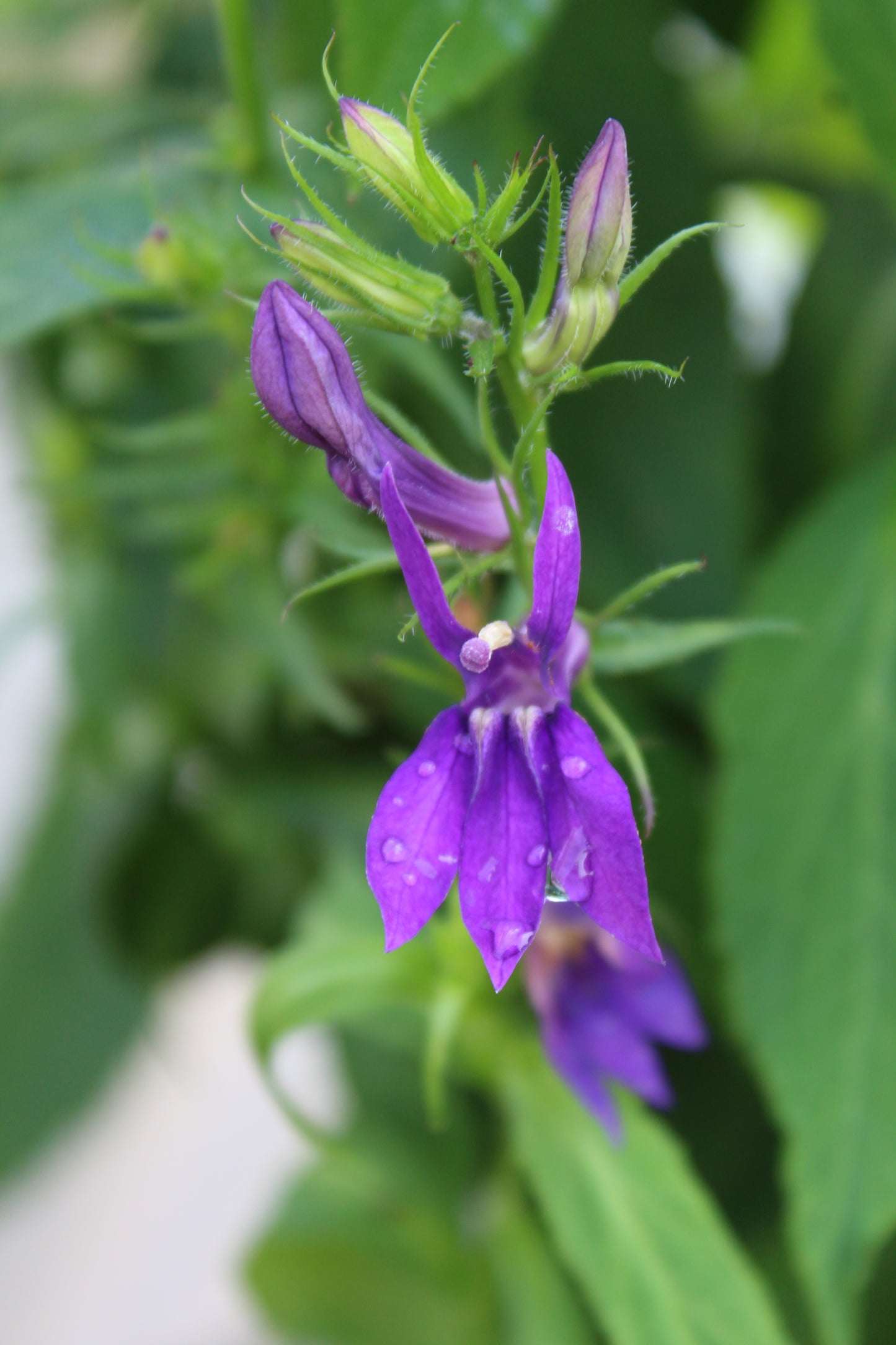 Lobelia Starship Blue 1g