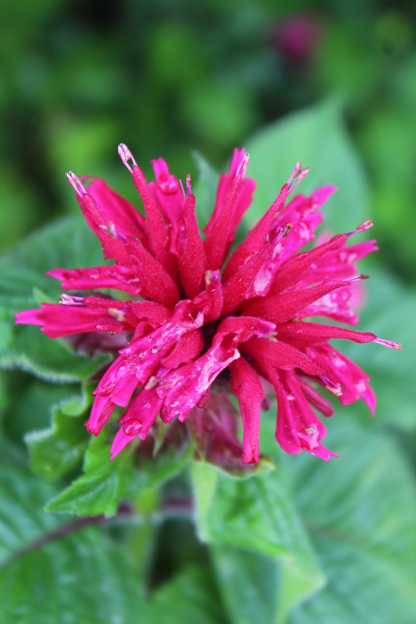 Monarda Fireball 1g