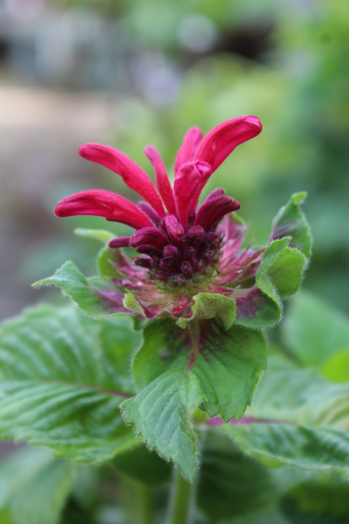 Monarda Fireball 1g