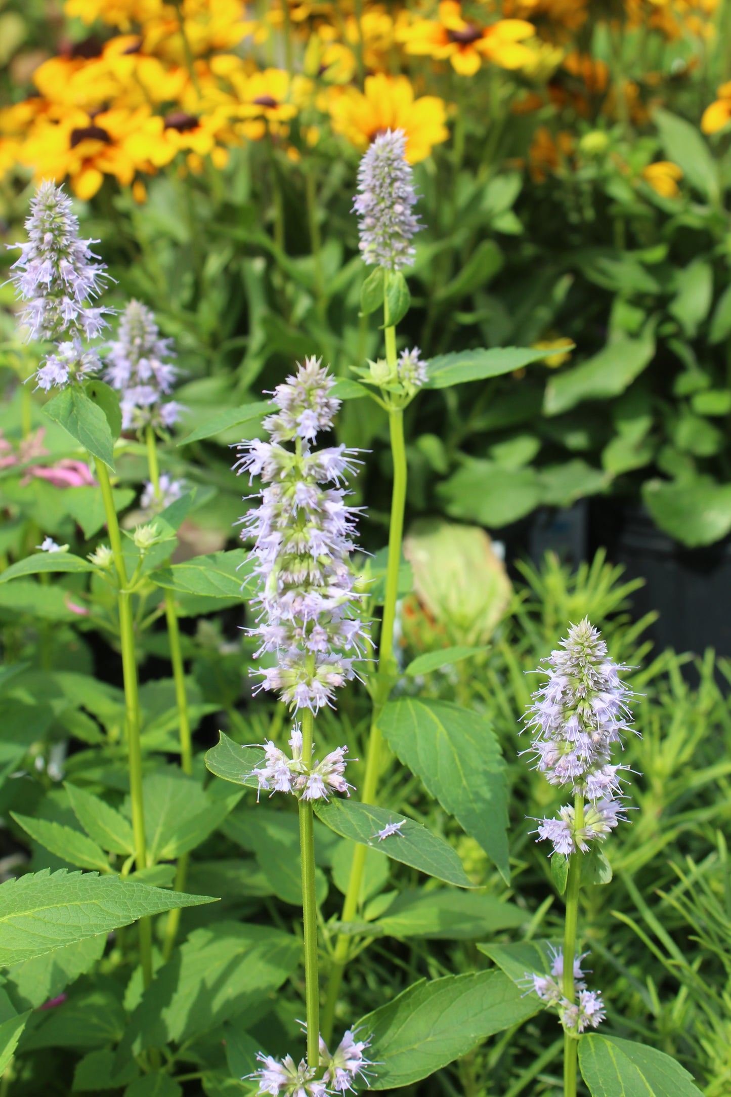 Agastache Blue Fortune