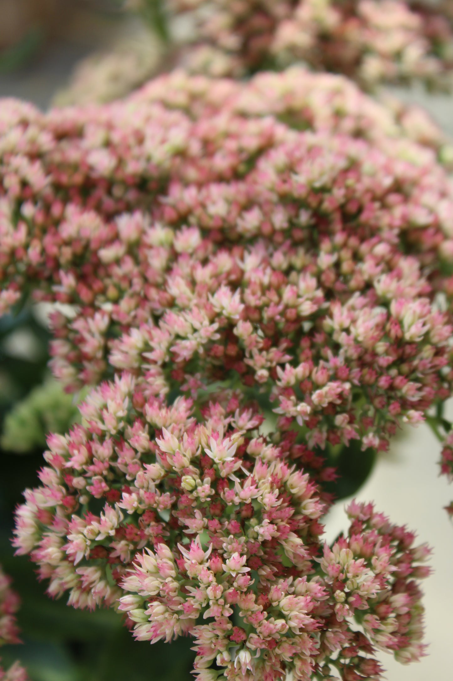 Sedum Autumn Joy 2g