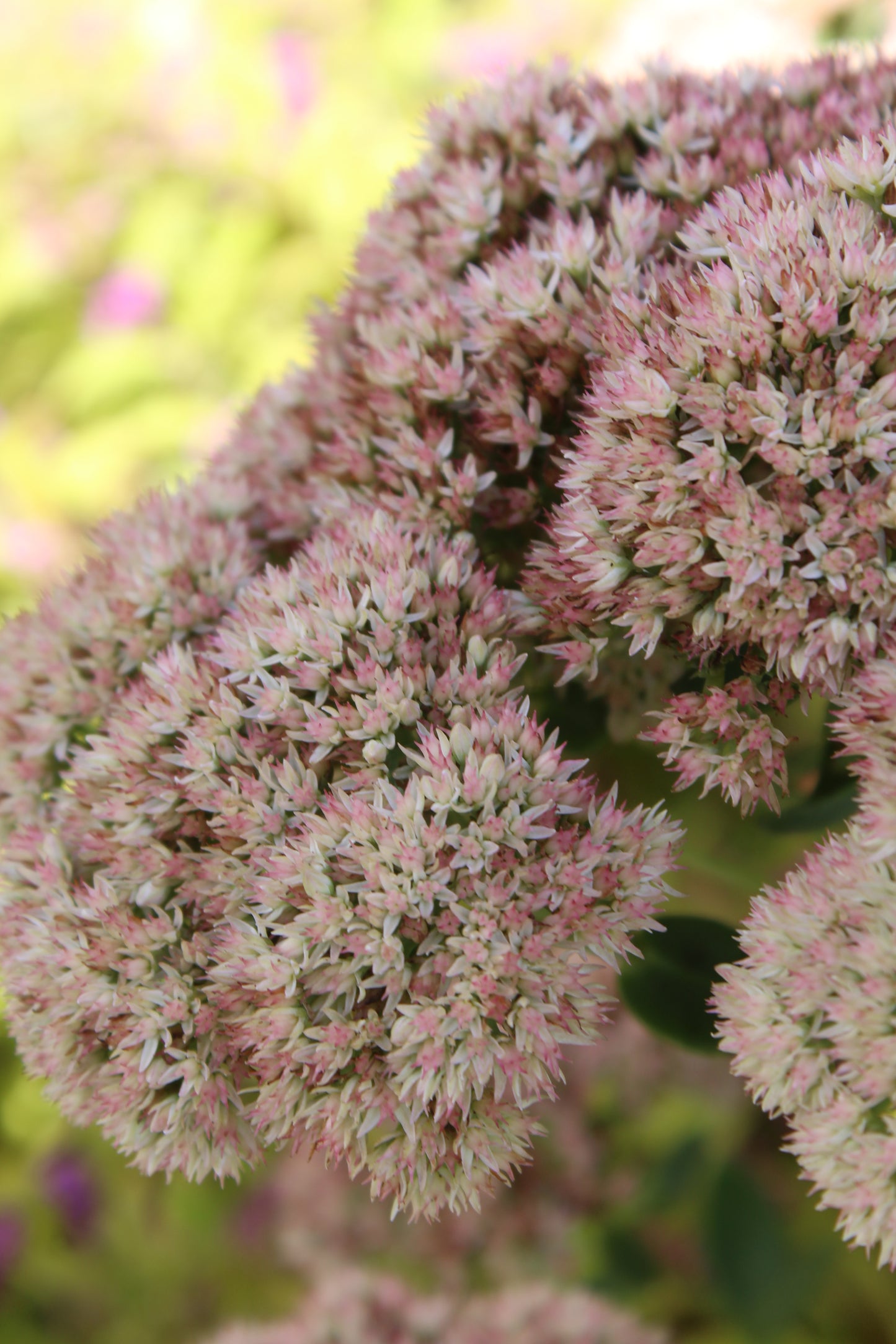 Sedum Autumn Joy