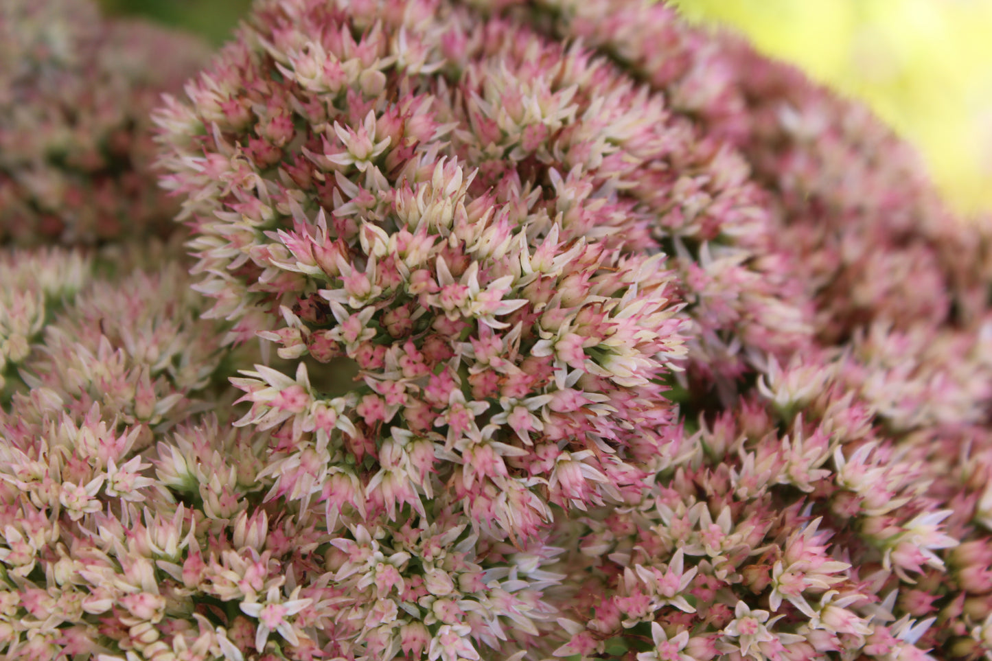 Sedum Autumn Fire 1g