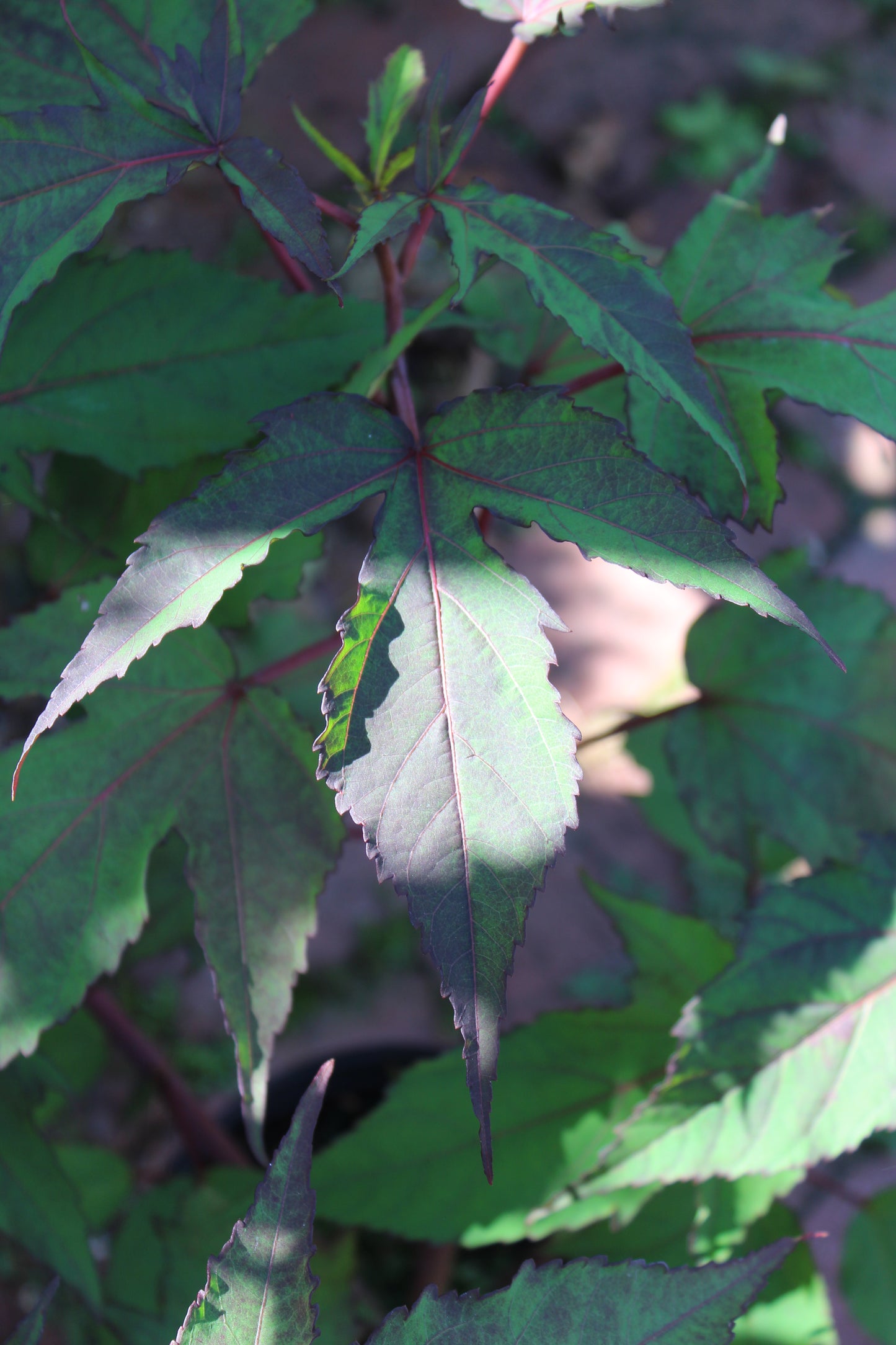 Hibiscus Fireball 1g