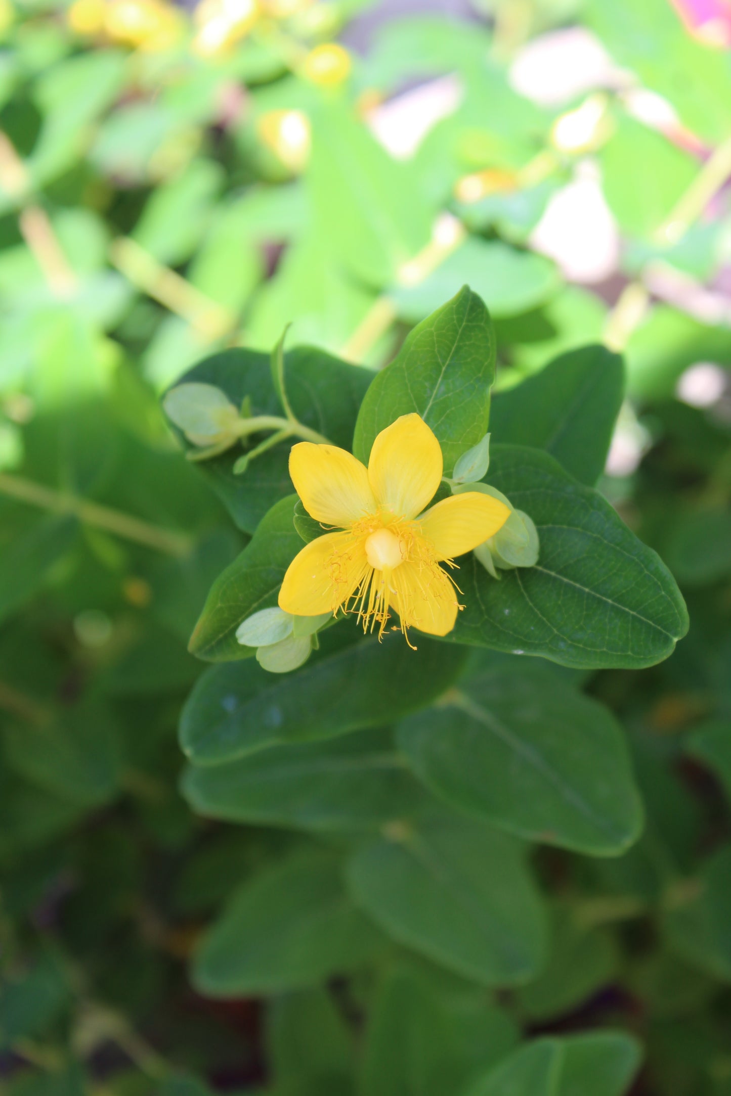 HYPERICUM INODORUM `PUMPKIN`