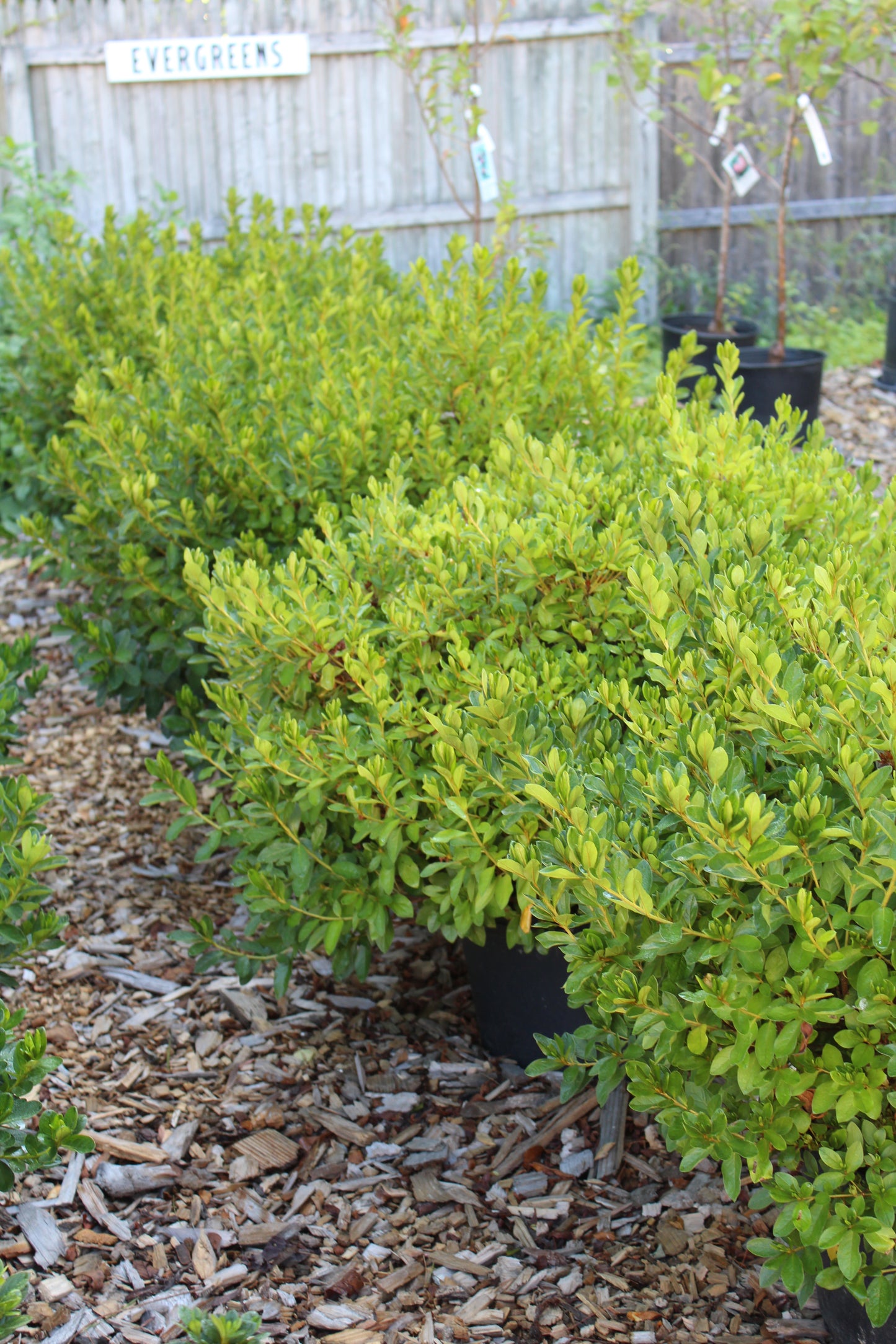 Azalea Delaware Valley White 3g