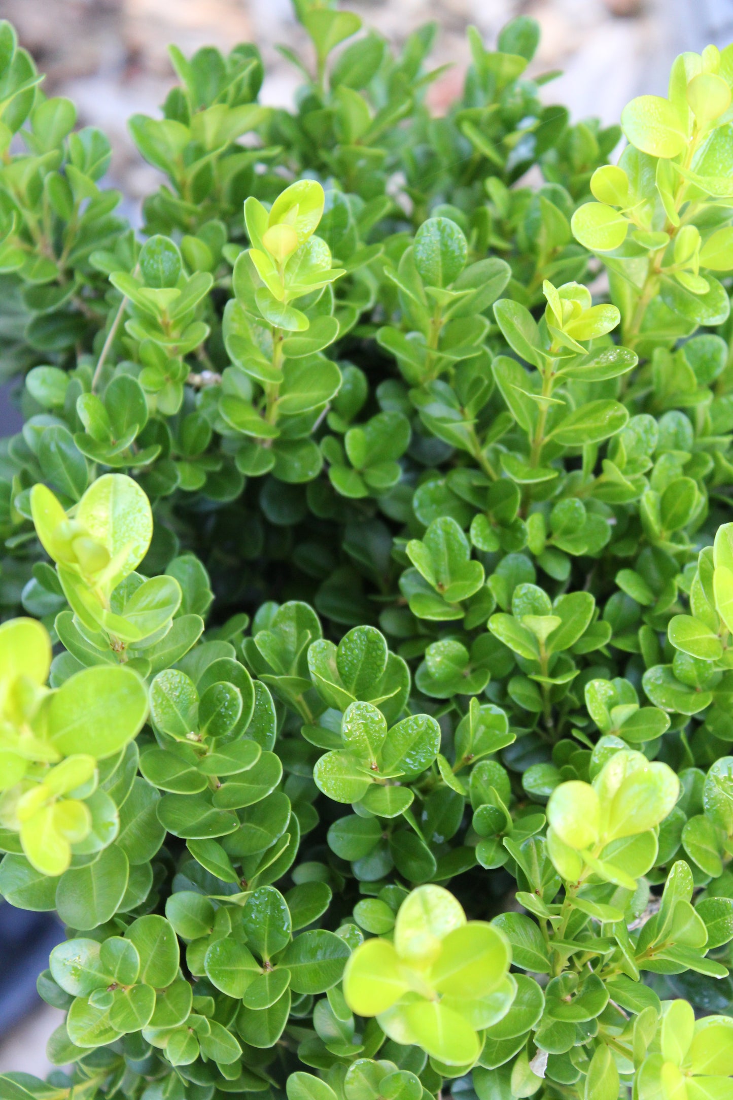 Buxus Sprinter 3g