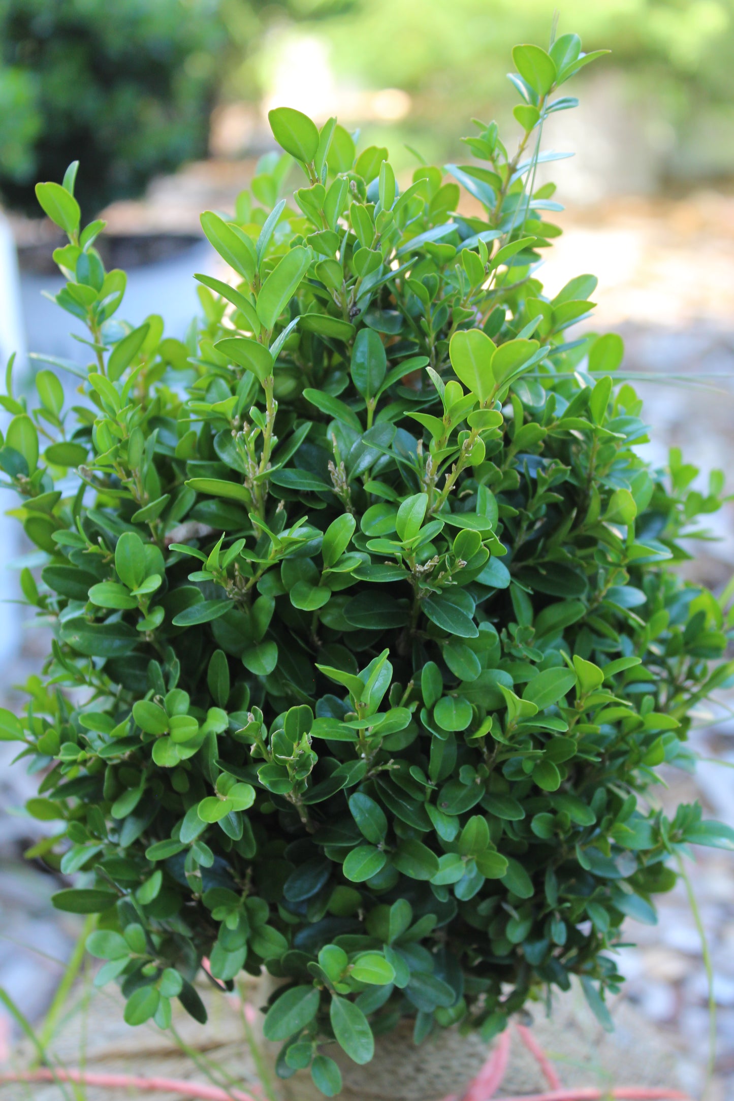 Buxus sempervirens True Dwarf 10-12" B&B