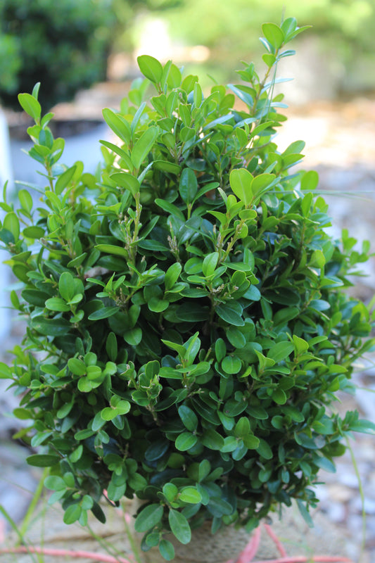 Buxus sempervirens True Dwarf 10-12' B&B