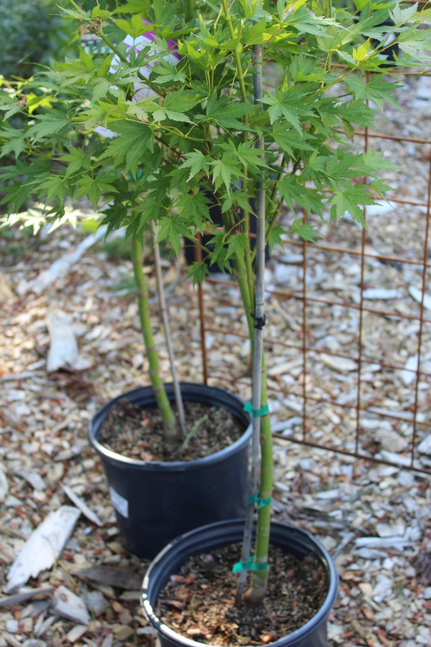 ACER PALM ORANGE DREAM 5g