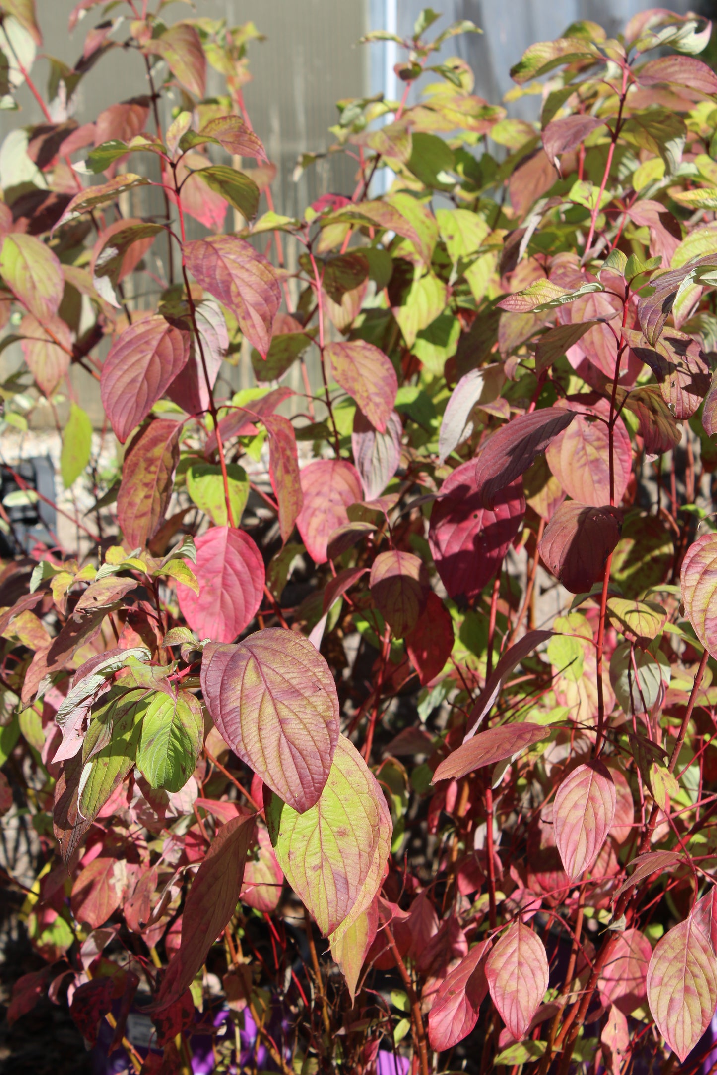 CORNUS ALBA `NEON BURST 3g