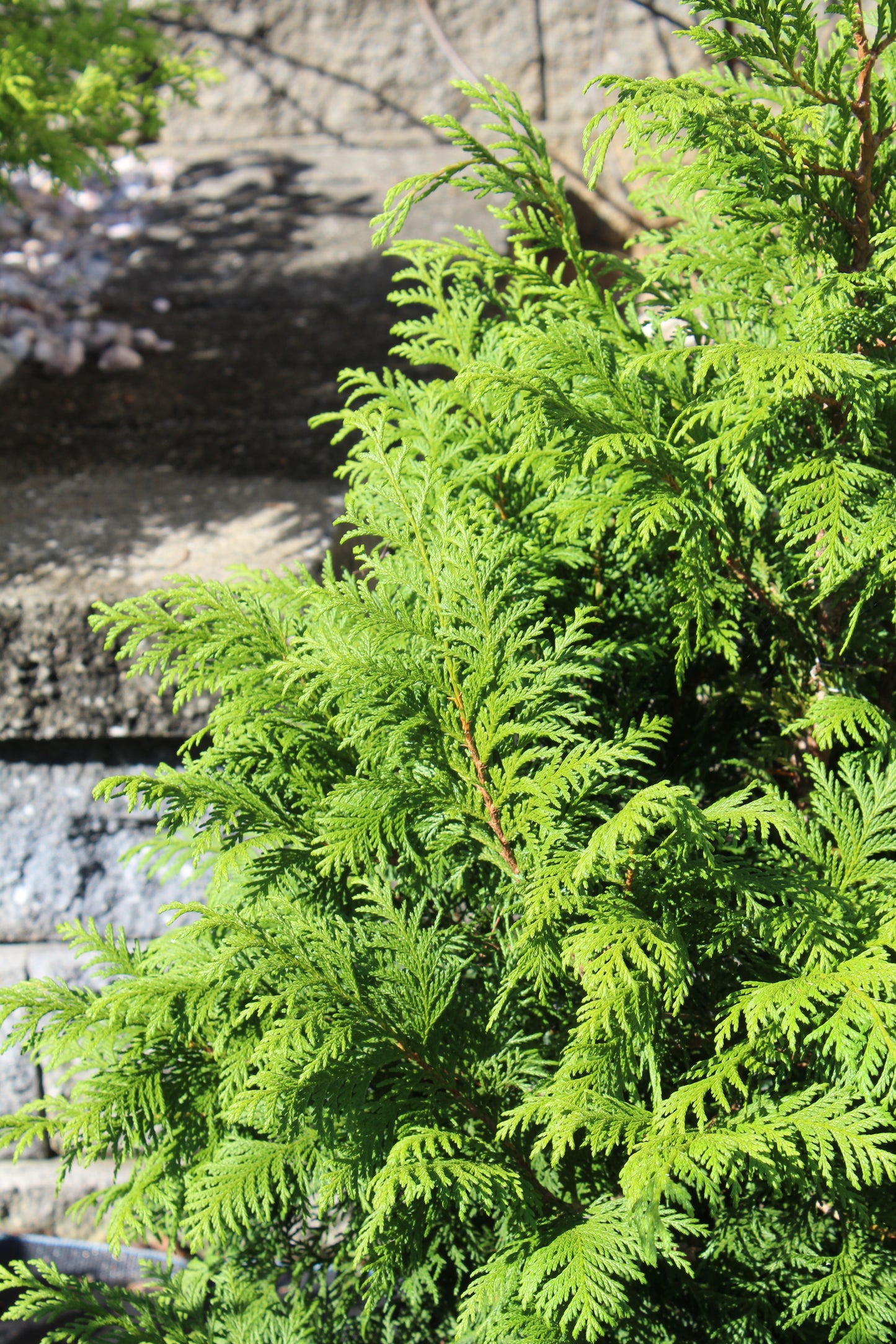 Chamaecyparis pisifera Soft Serve 3g