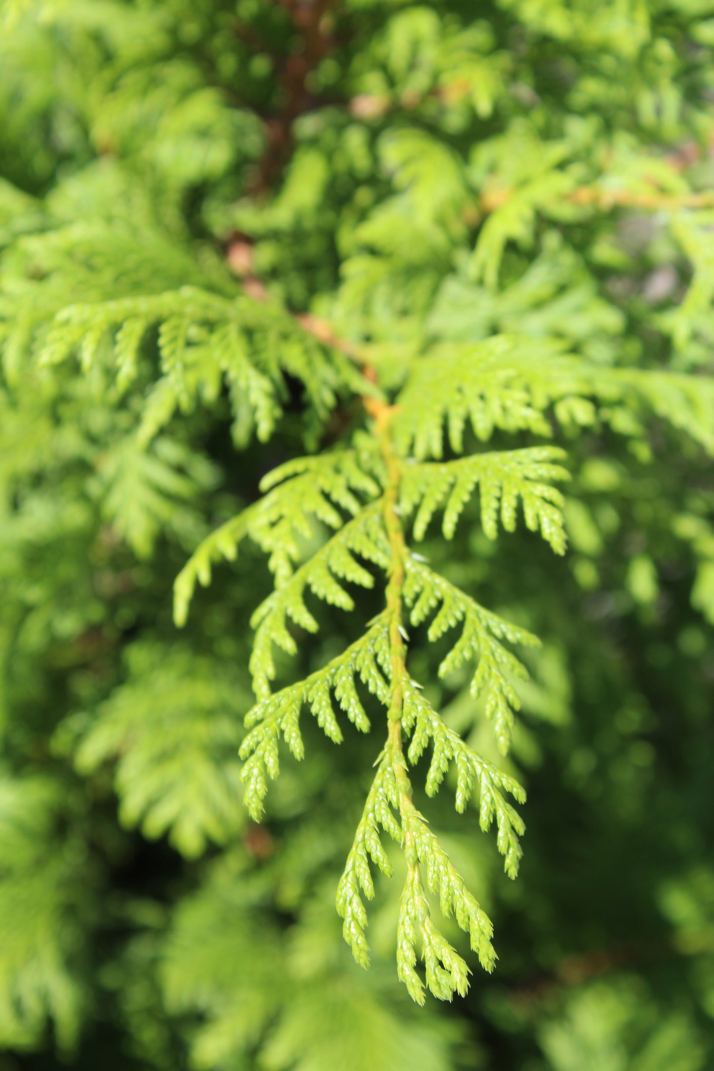 Chamaecyparis pisifera Soft Serve 3g