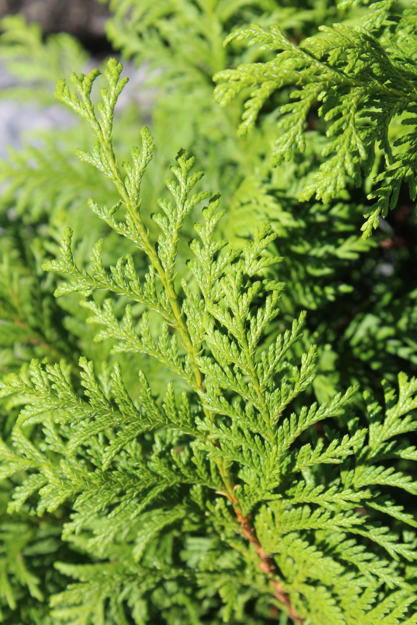 Chamaecyparis pisifera Soft Serve 3g