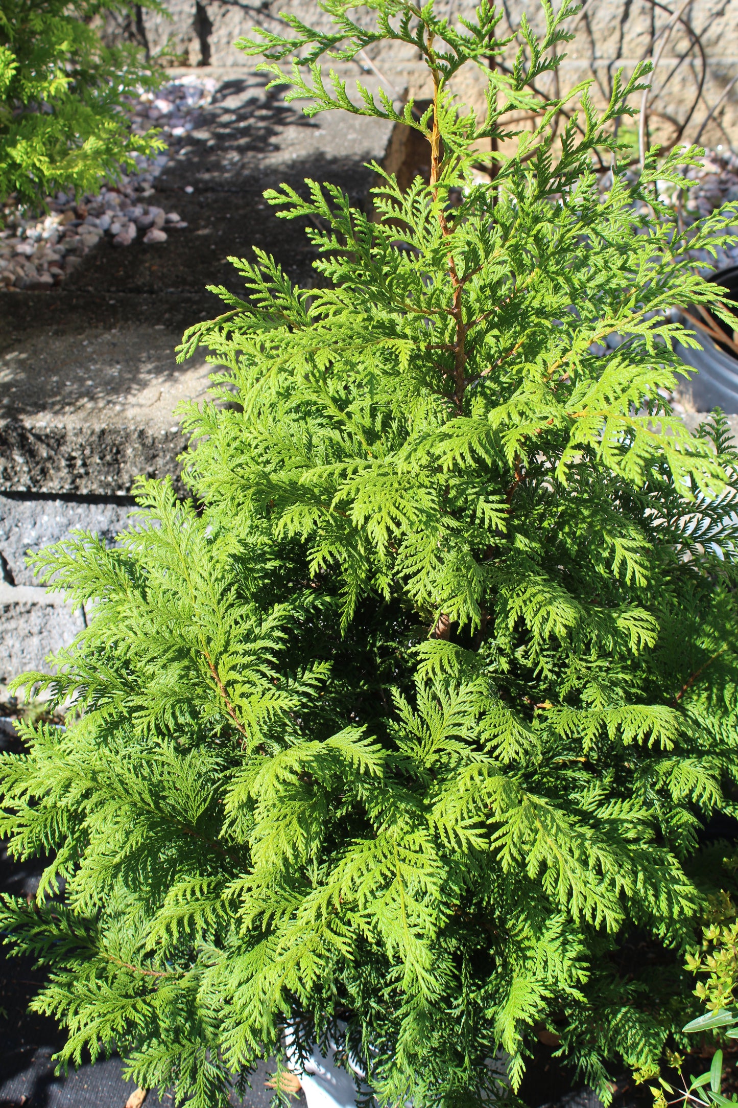 Chamaecyparis pisifera Soft Serve 3g