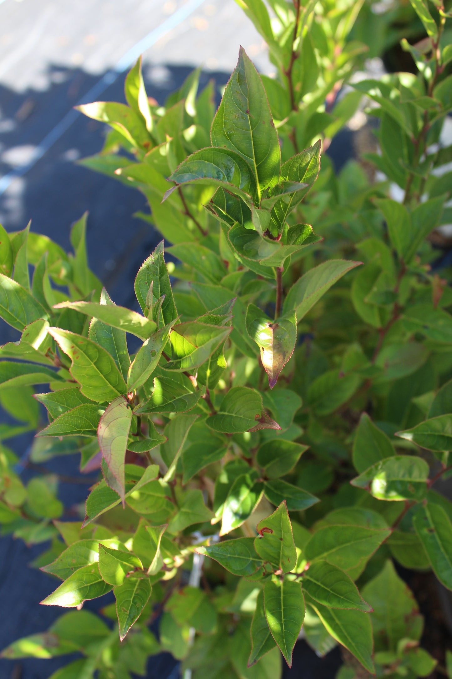 ITEA VIRGINICA `LITTLE HENRY 2g
