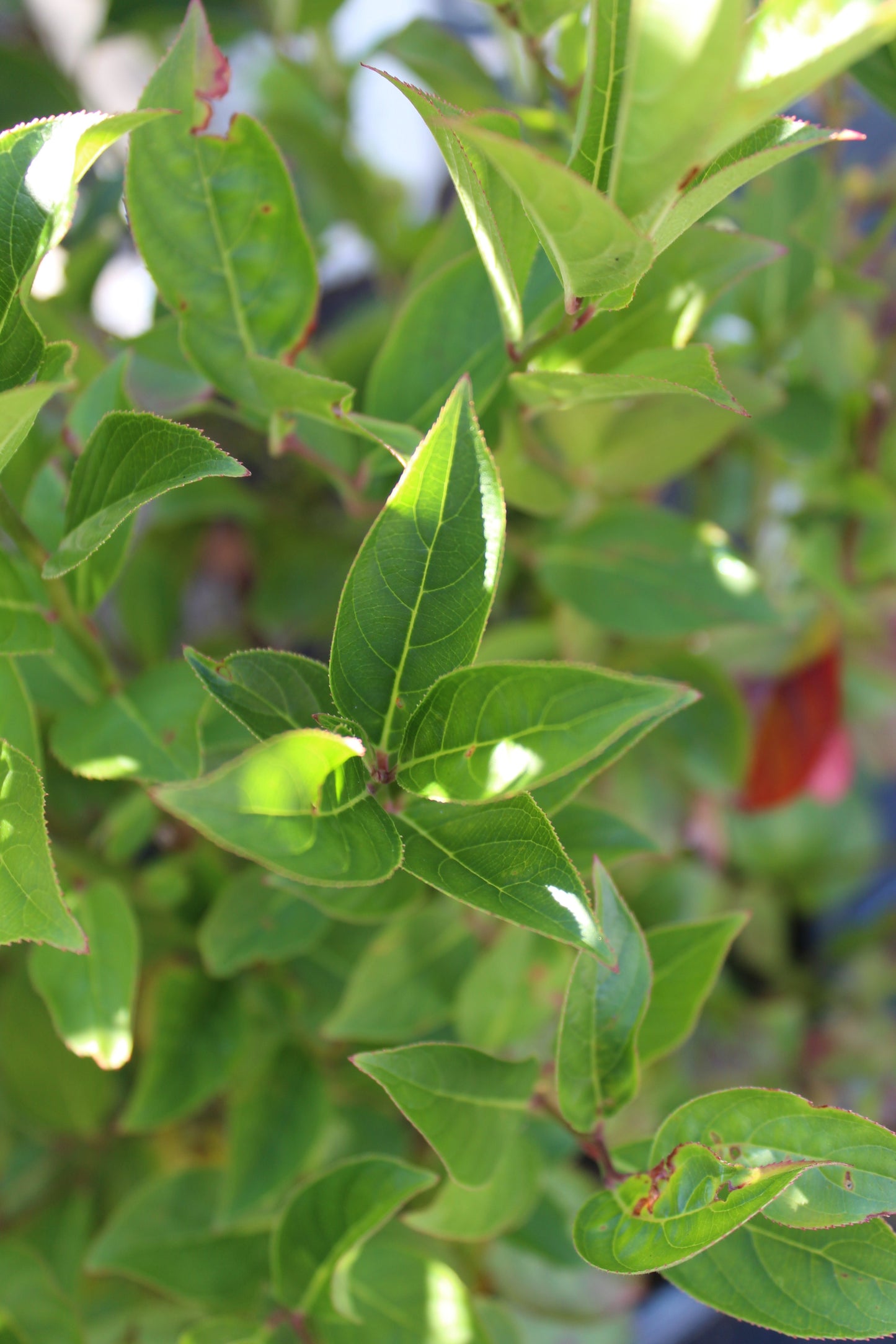 ITEA VIRGINICA `LITTLE HENRY 2g