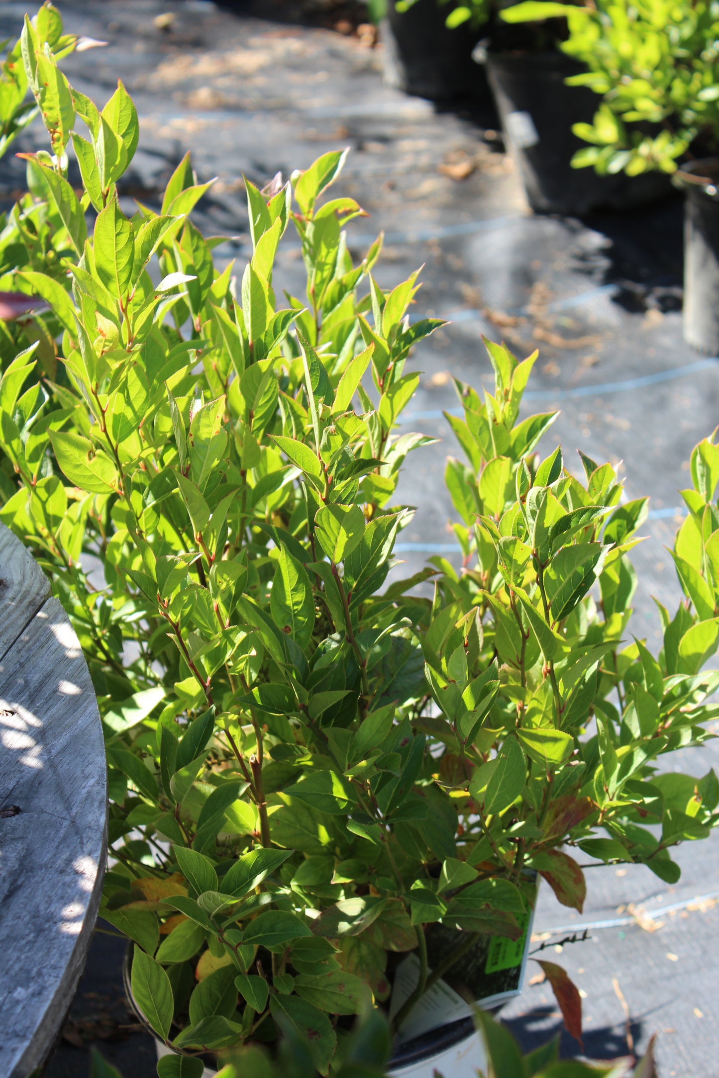 ITEA VIRGINICA `LITTLE HENRY 2g