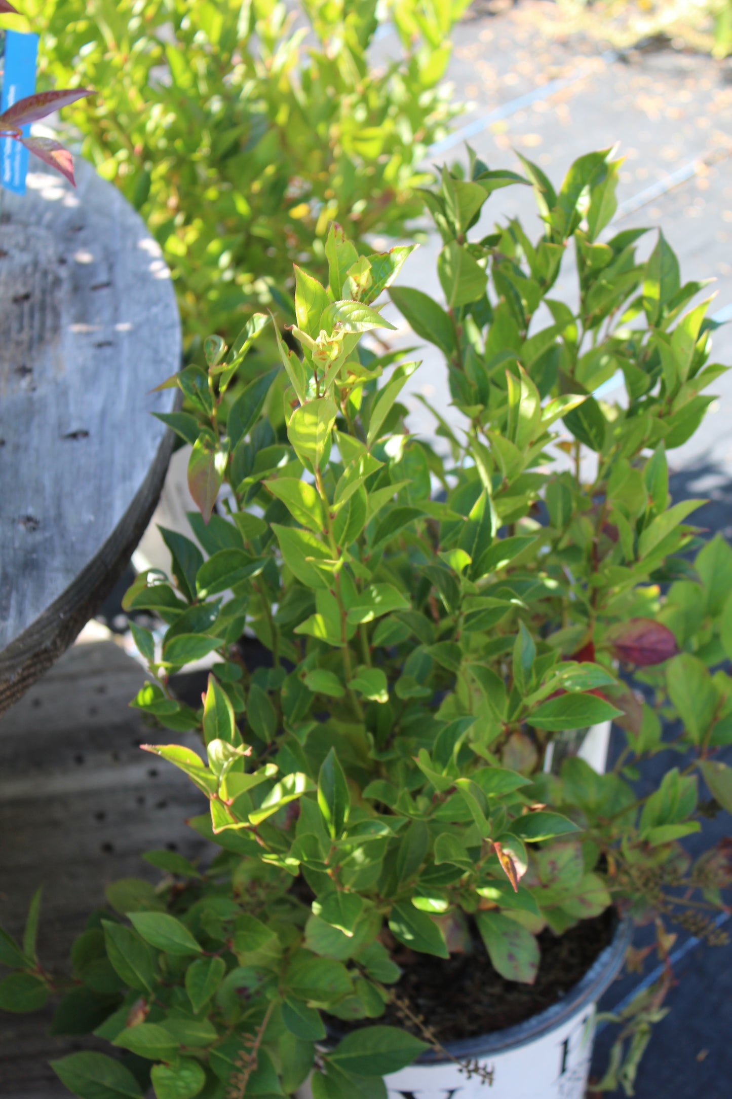 ITEA VIRGINICA `LITTLE HENRY 2g