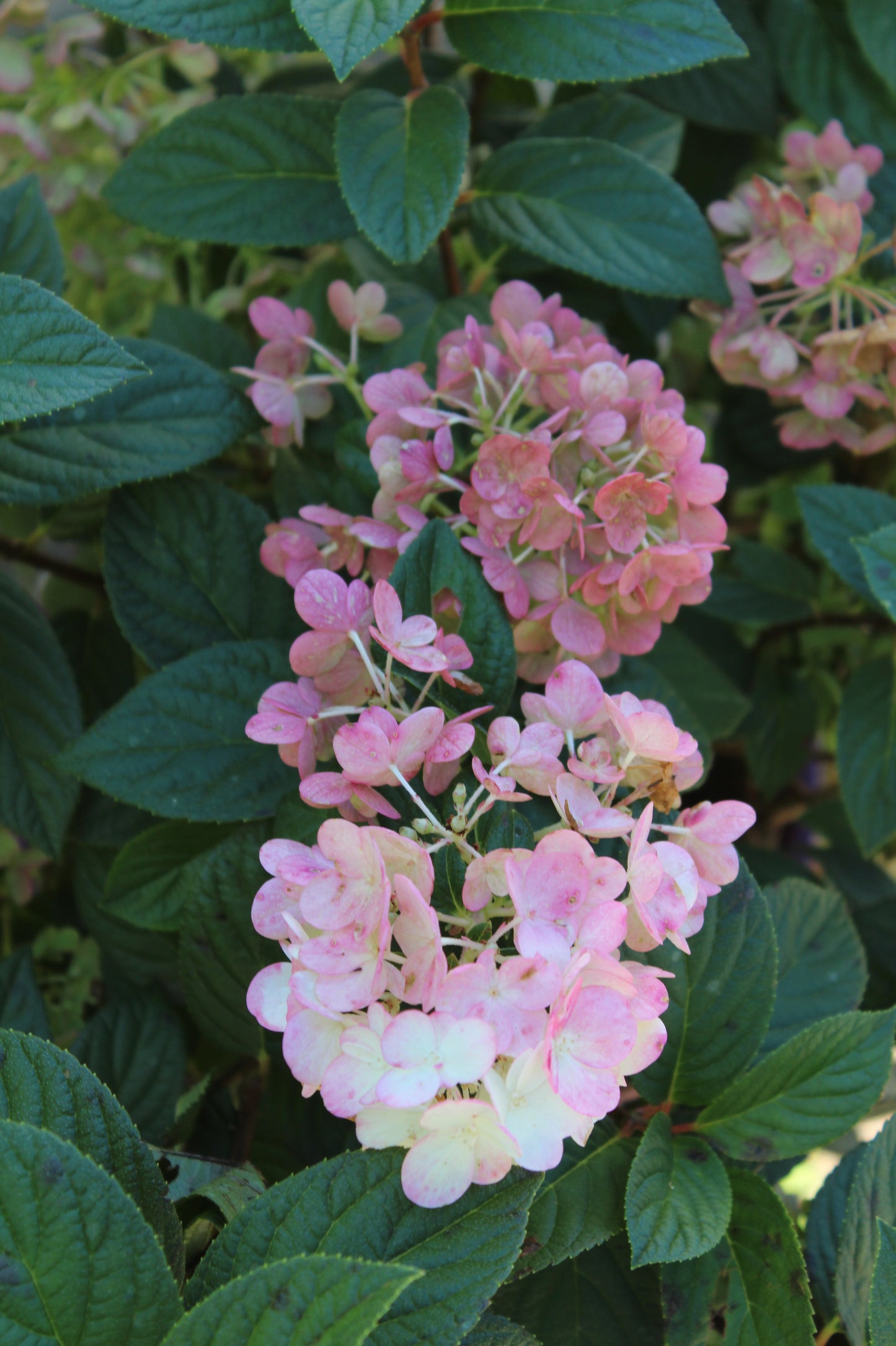 Hydrangea paniculata Strawberry Sundae 7g