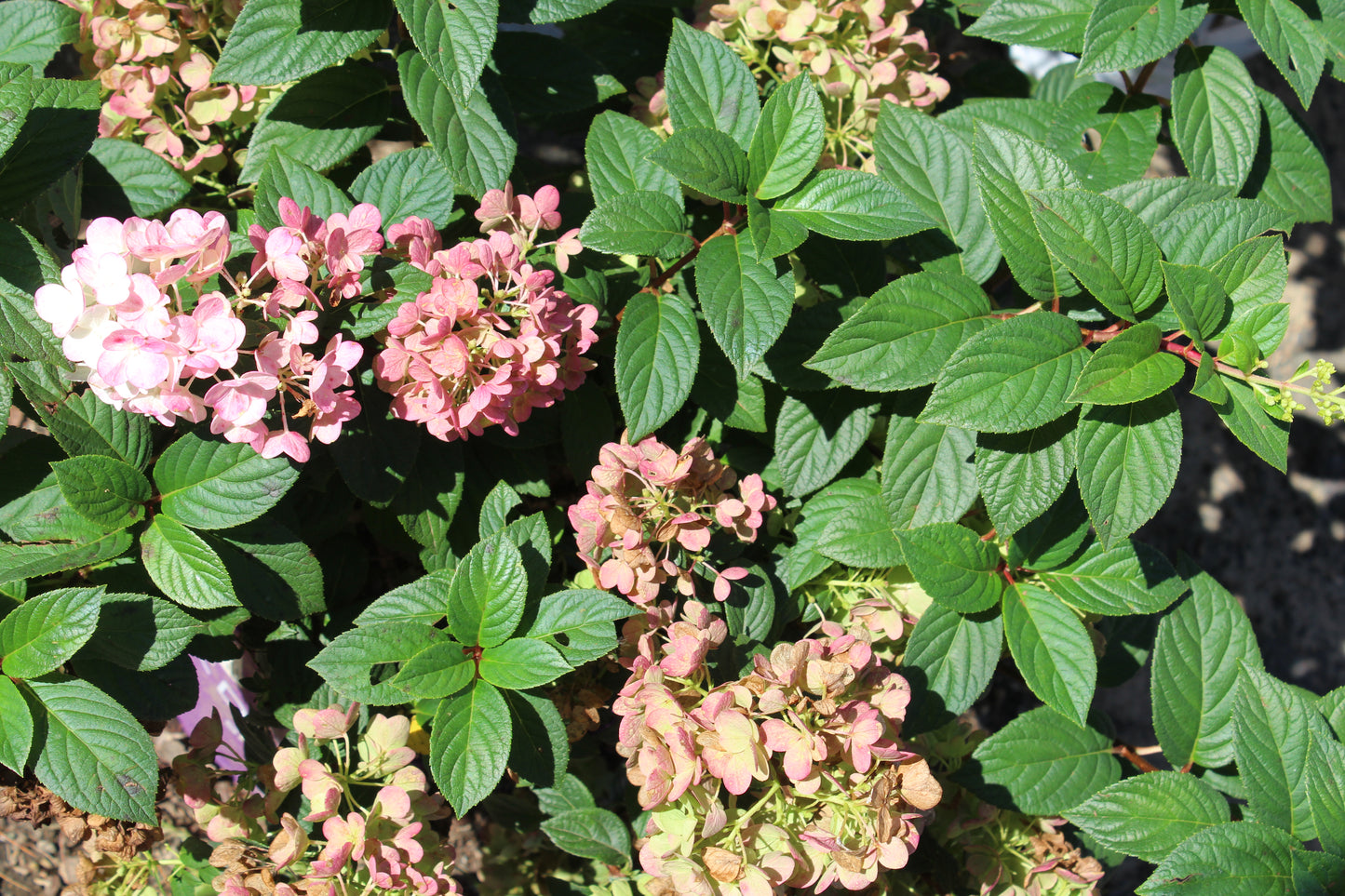 Hydrangea paniculata Strawberry Sundae 7g