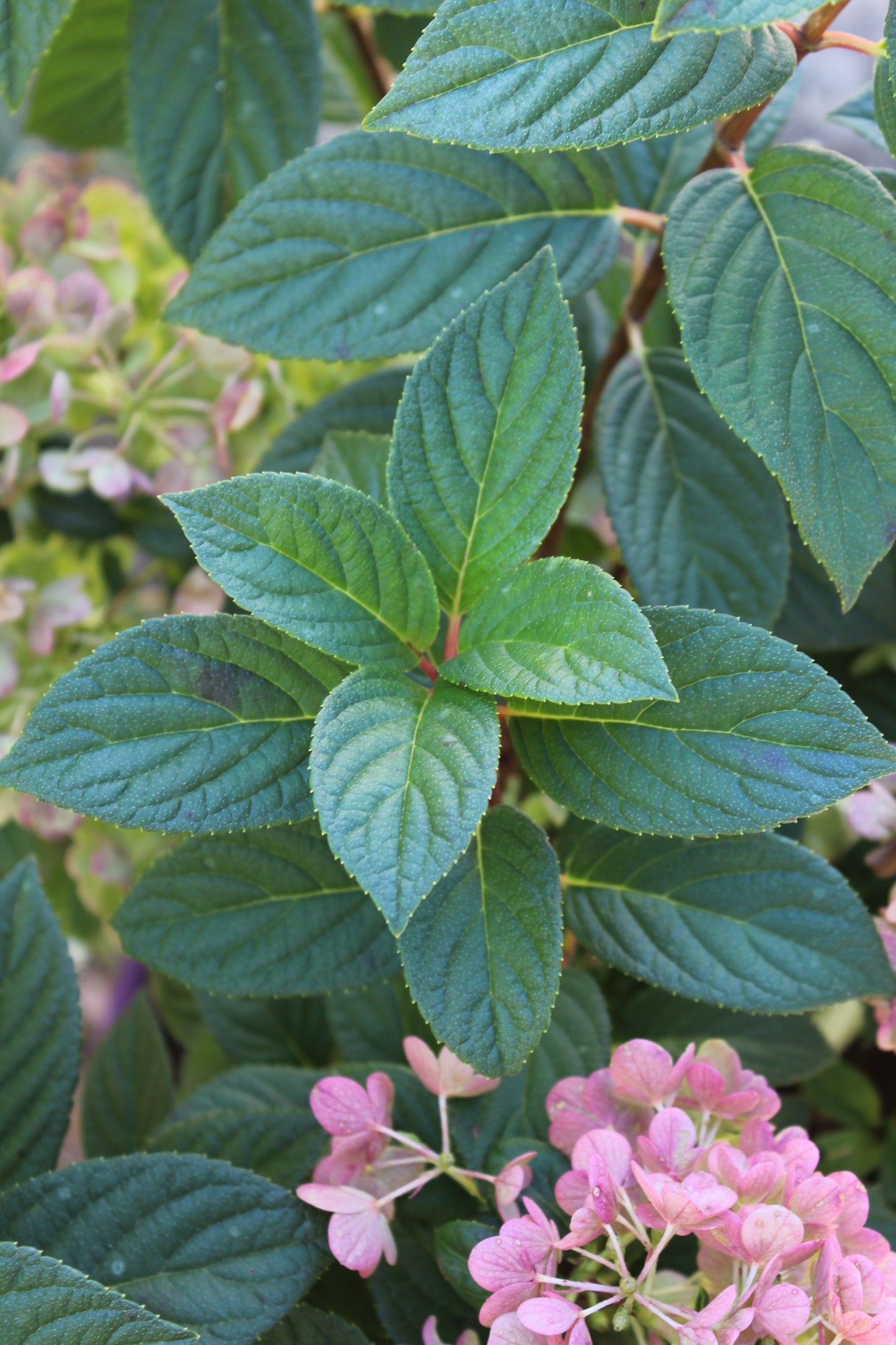 Hydrangea Pan Strawberry Sundae 3g