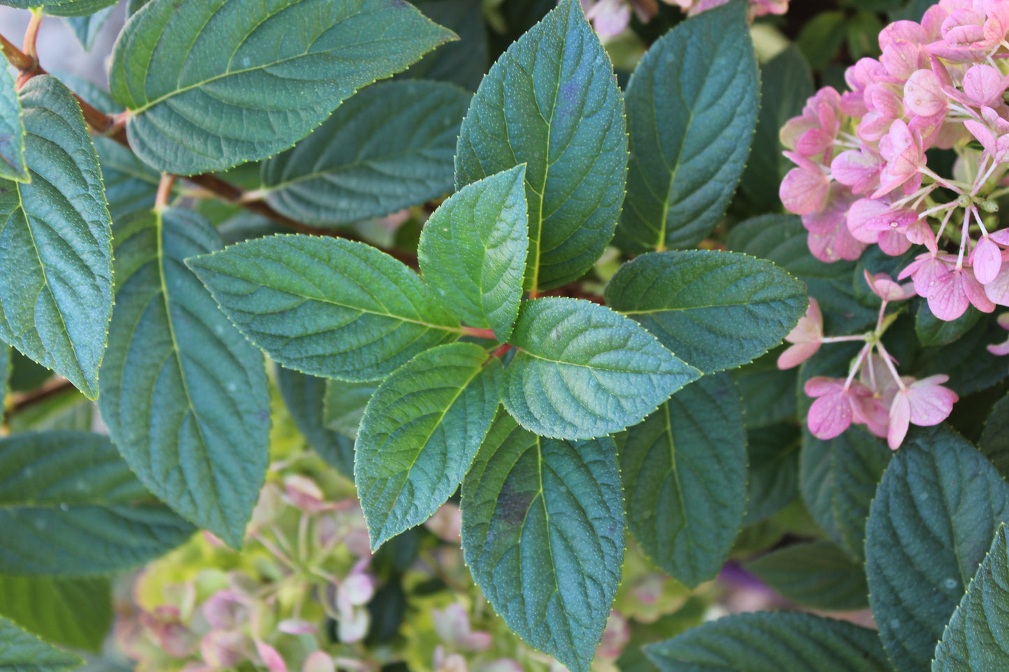 Hydrangea paniculata Strawberry Sundae 7g