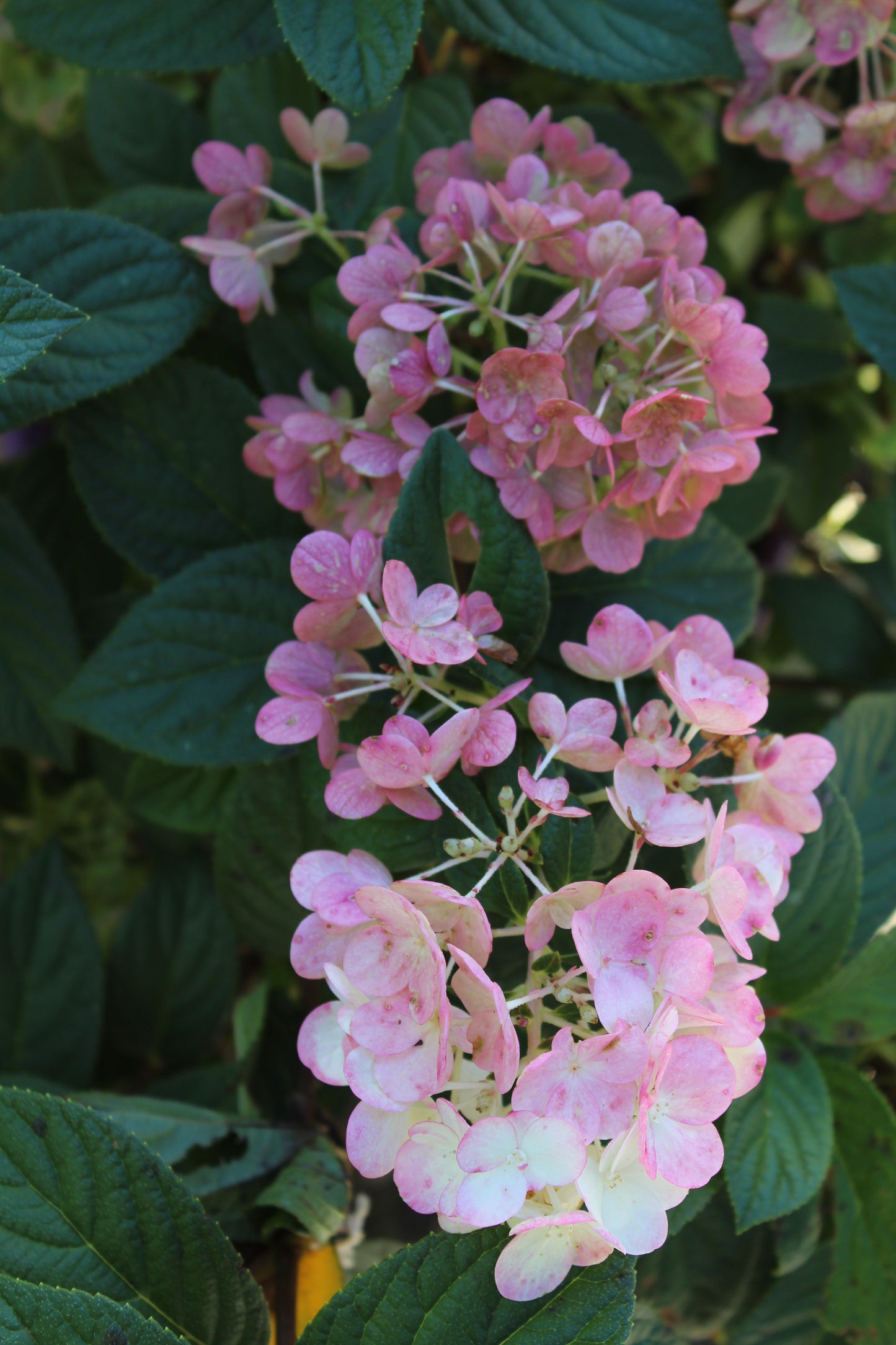 Hydrangea paniculata Strawberry Sundae 7g