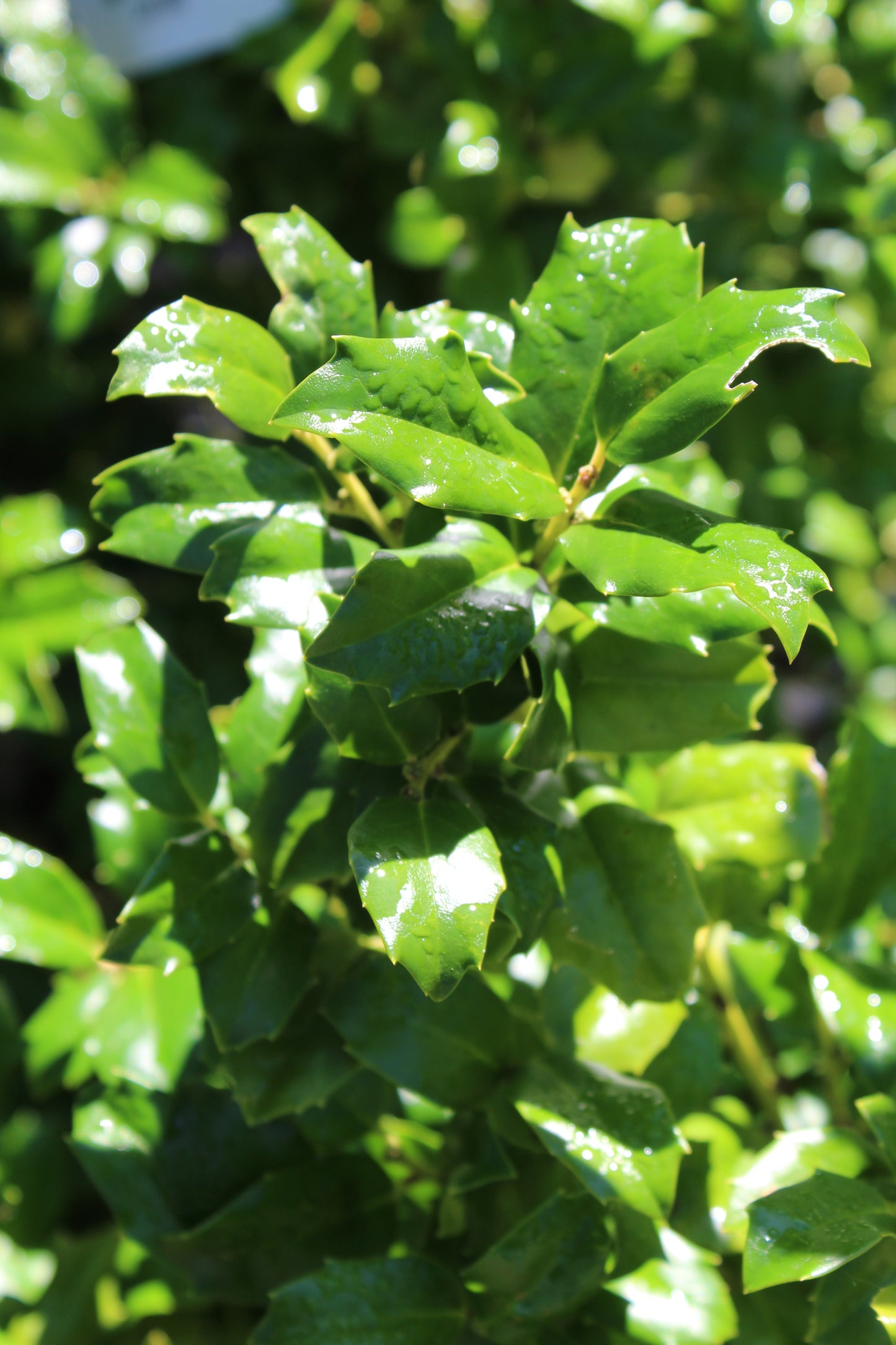 Ilex x meserveae China Girl 3g
