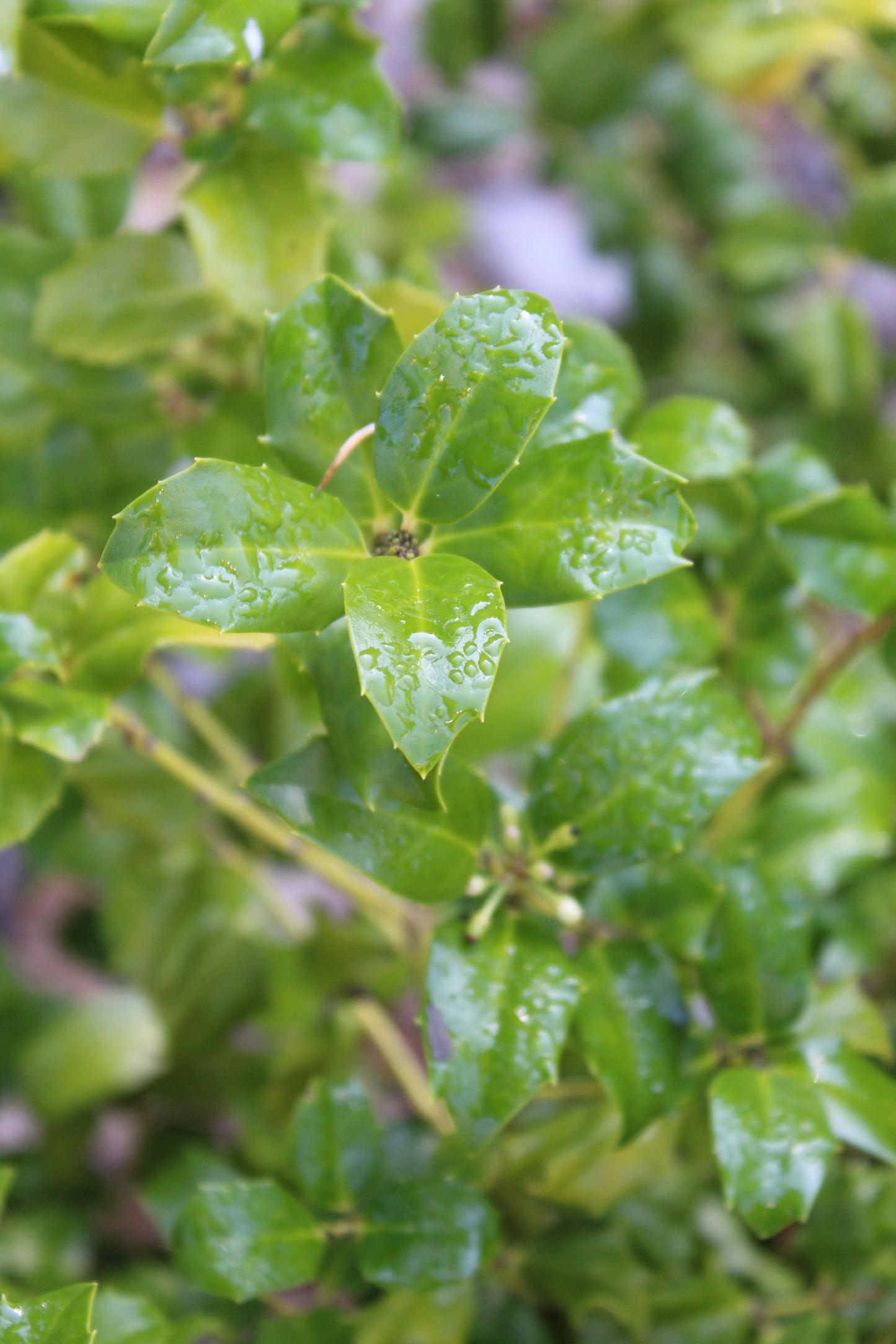 Ilex x meserveae China Girl 3g