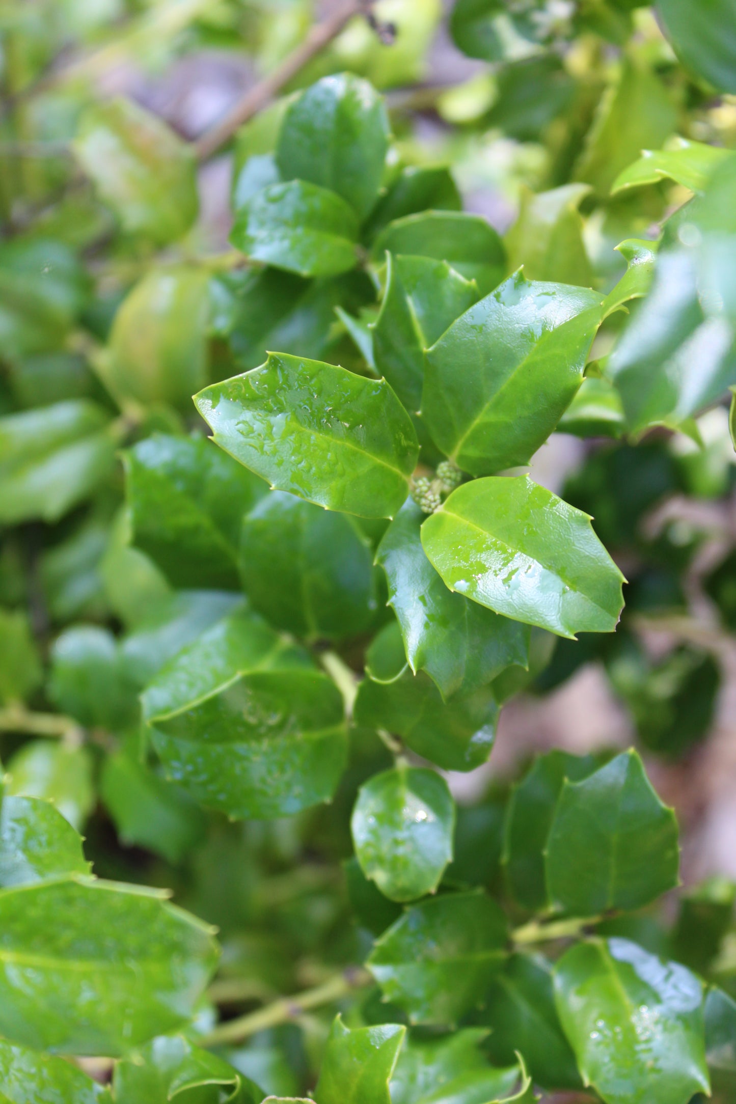 Ilex x meserveae China Girl 3g