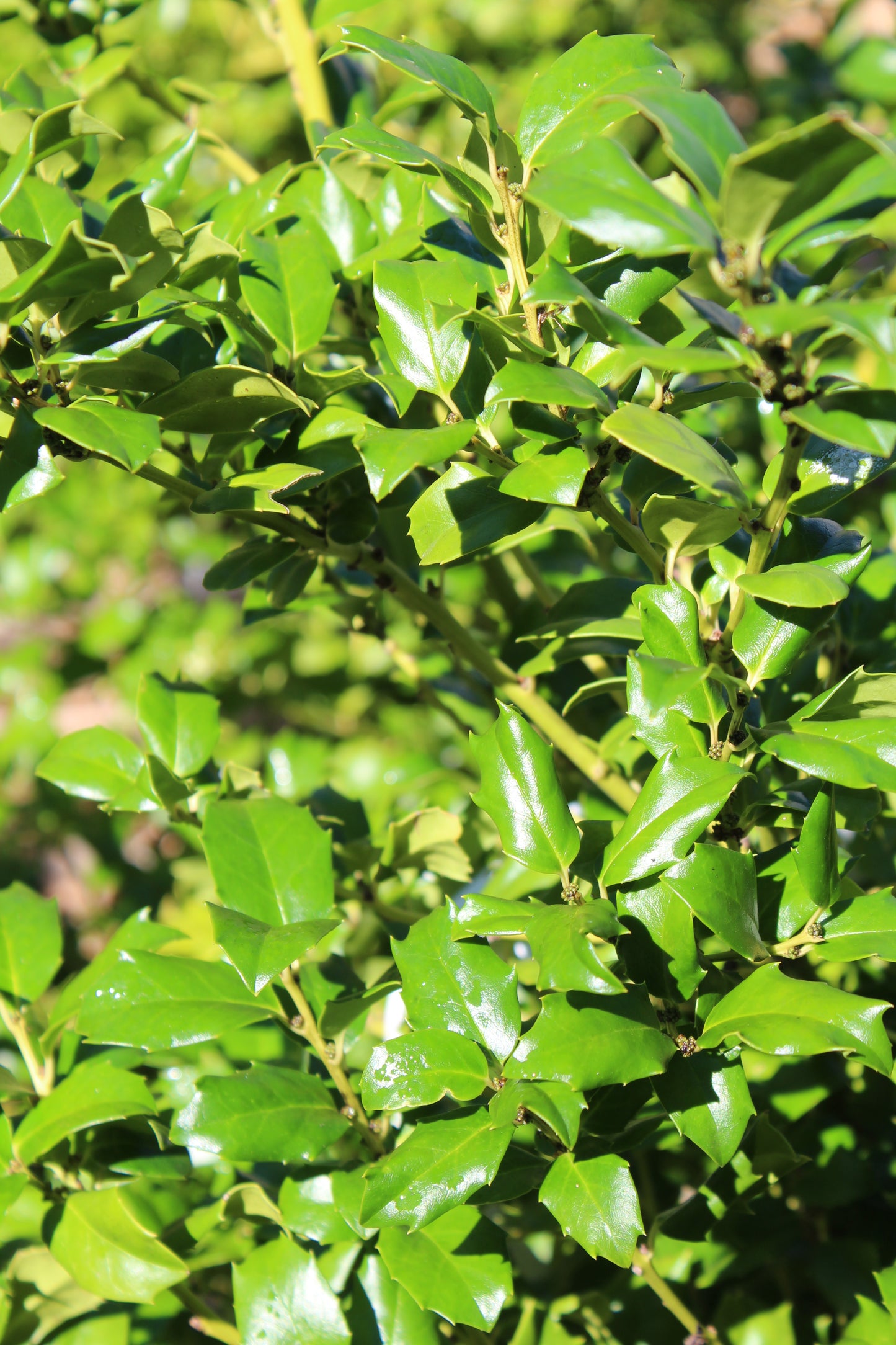 Ilex x meserveae China Girl 3g