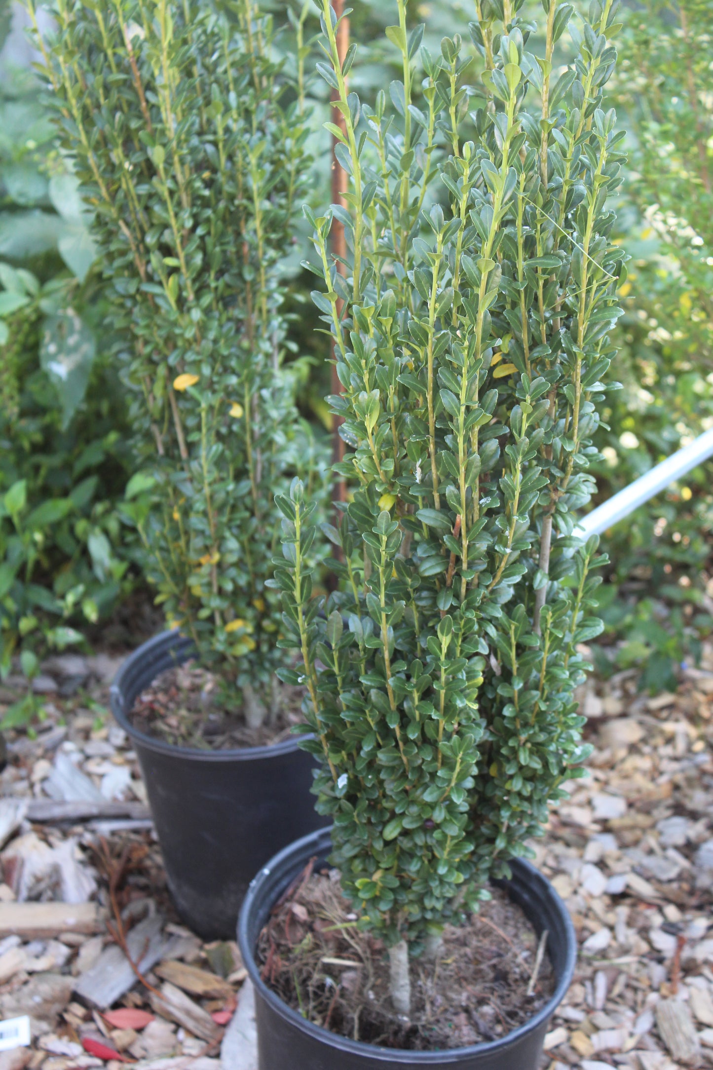 ILEX CRENATA SKY PENCIL 3g