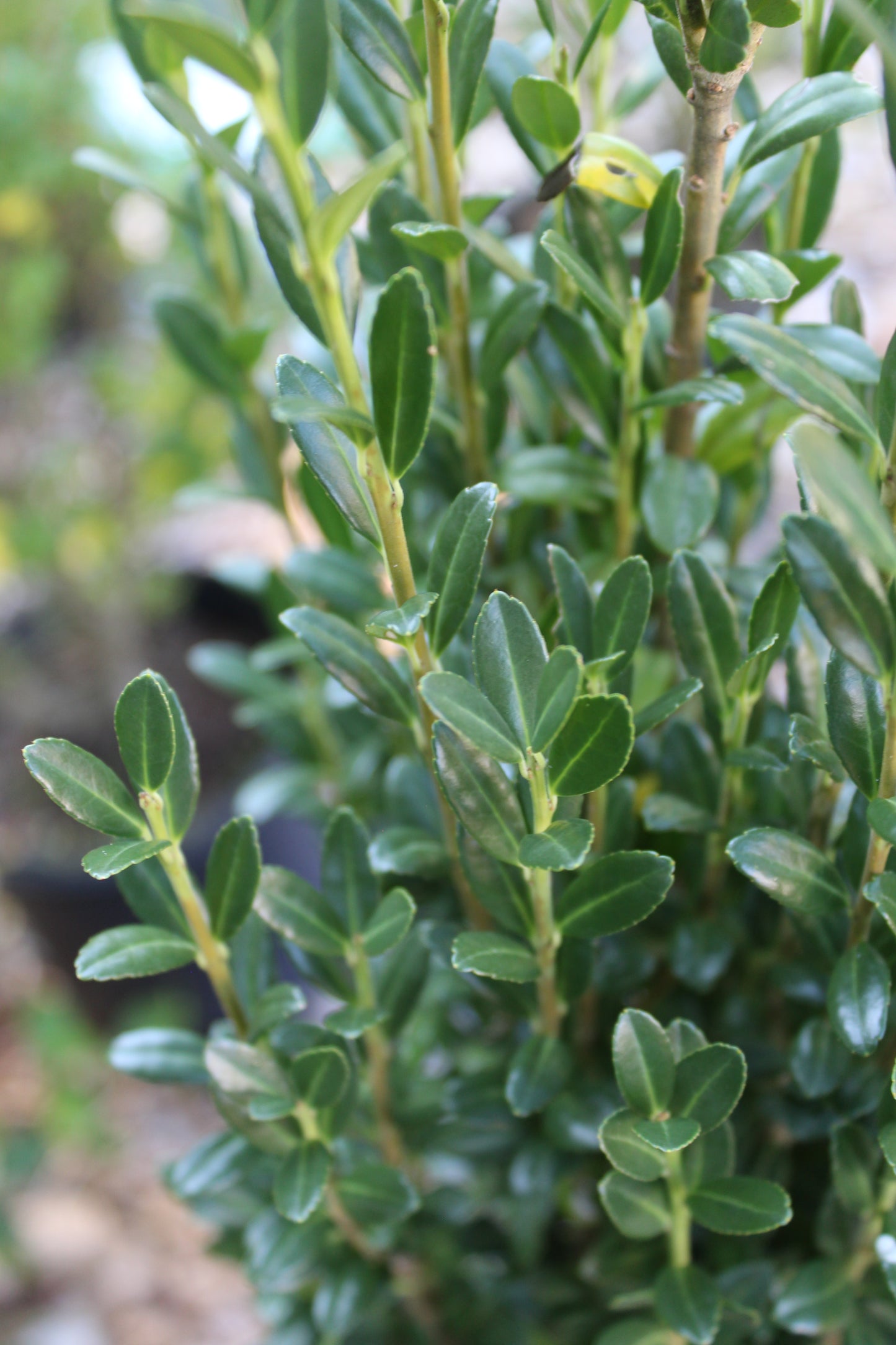 Ilex crenata Sky Pencil 7g