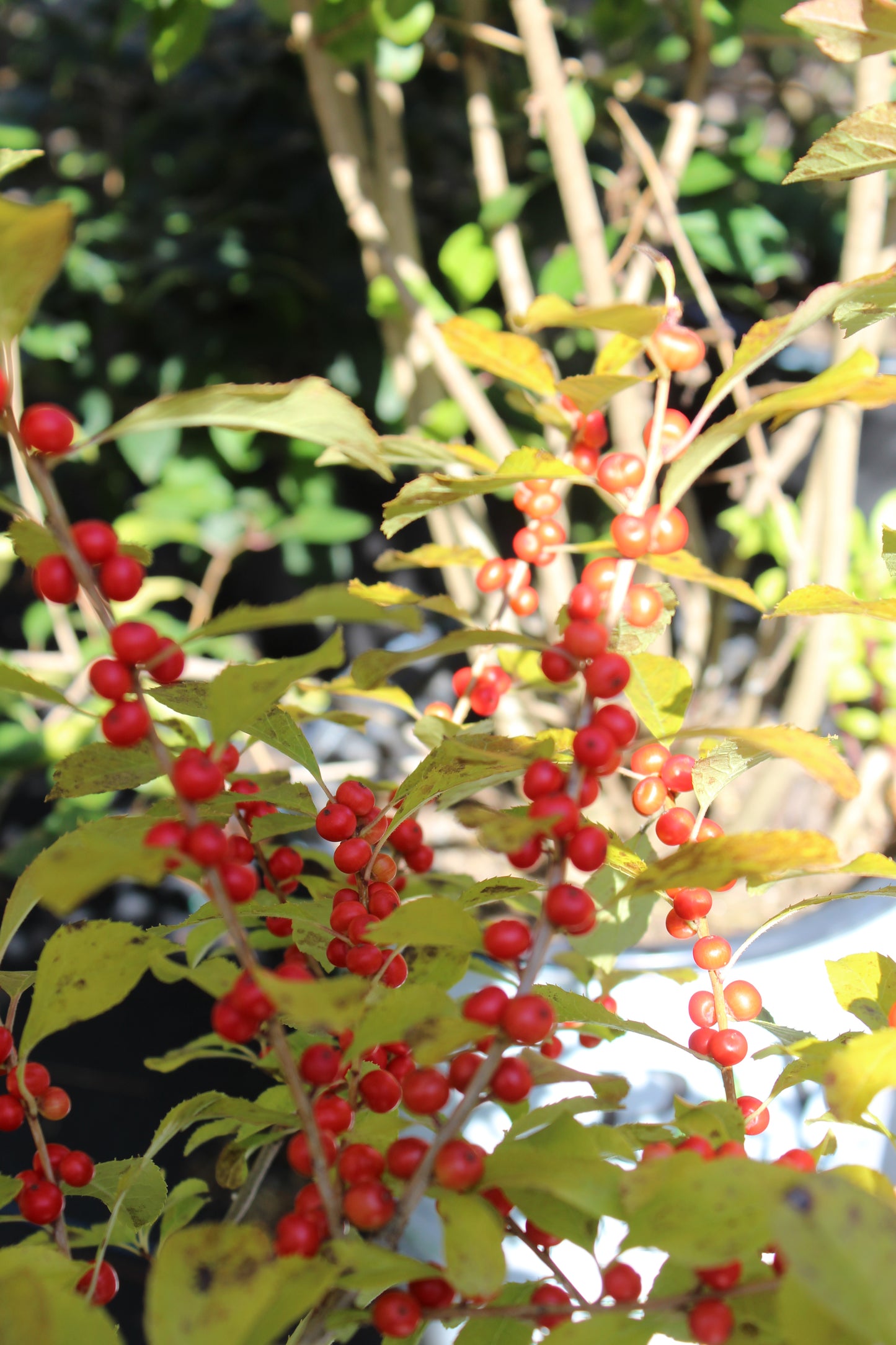 Ilex Vert. Red Sprite 3g