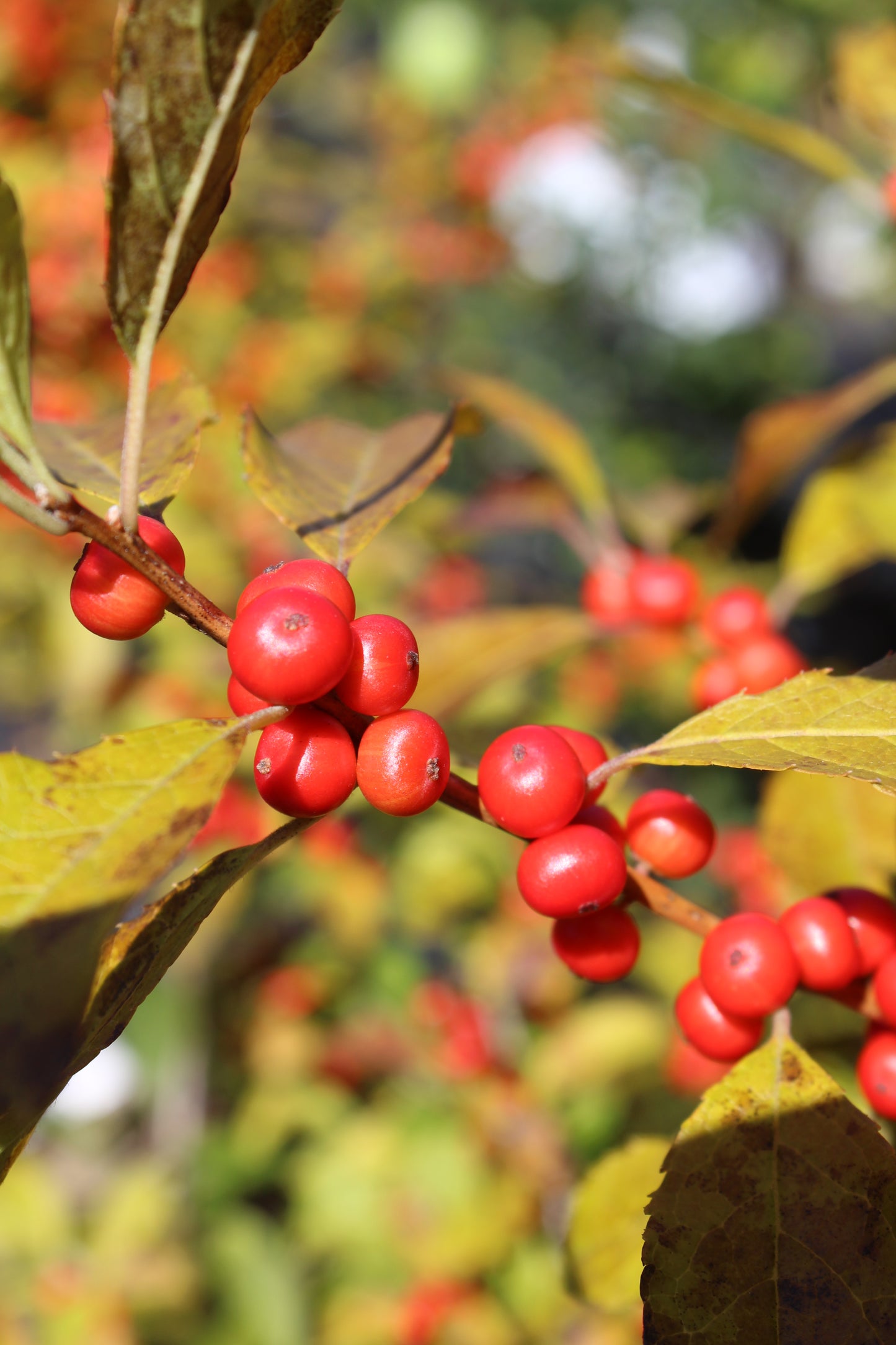 Ilex Vert. Red Sprite 3g