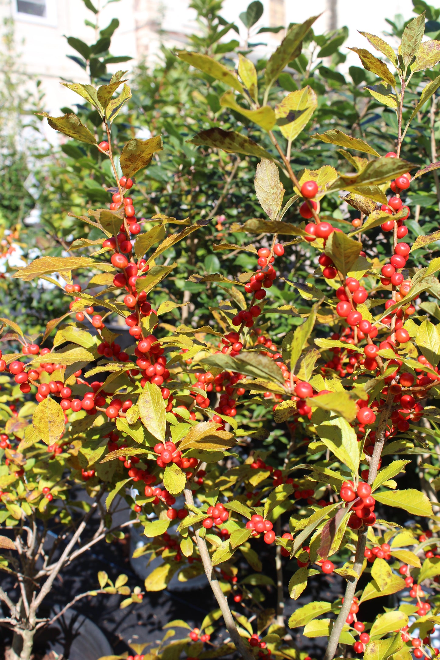 Ilex Vert. Red Sprite 3g