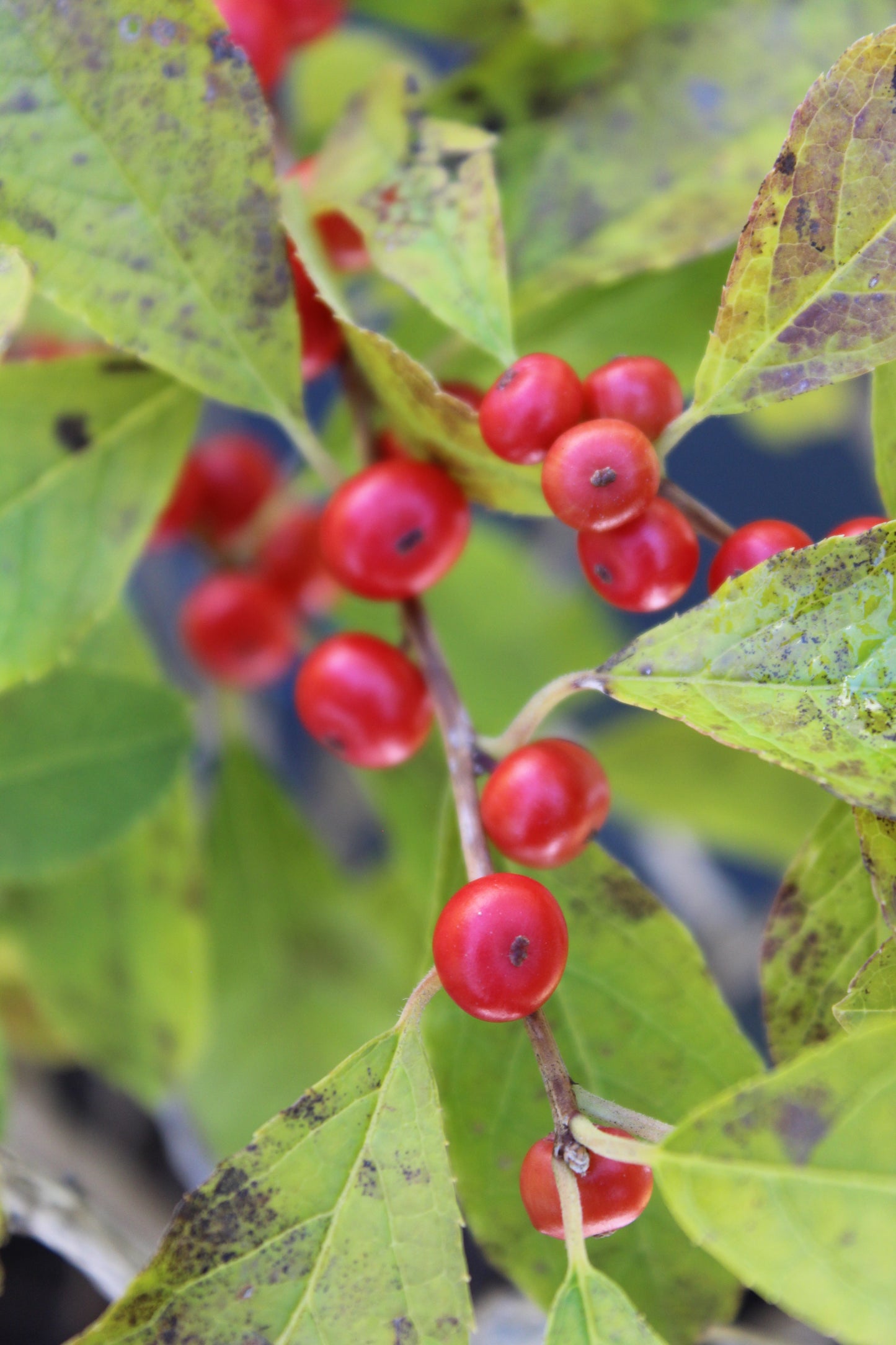 Ilex Vert. Red Sprite 3g