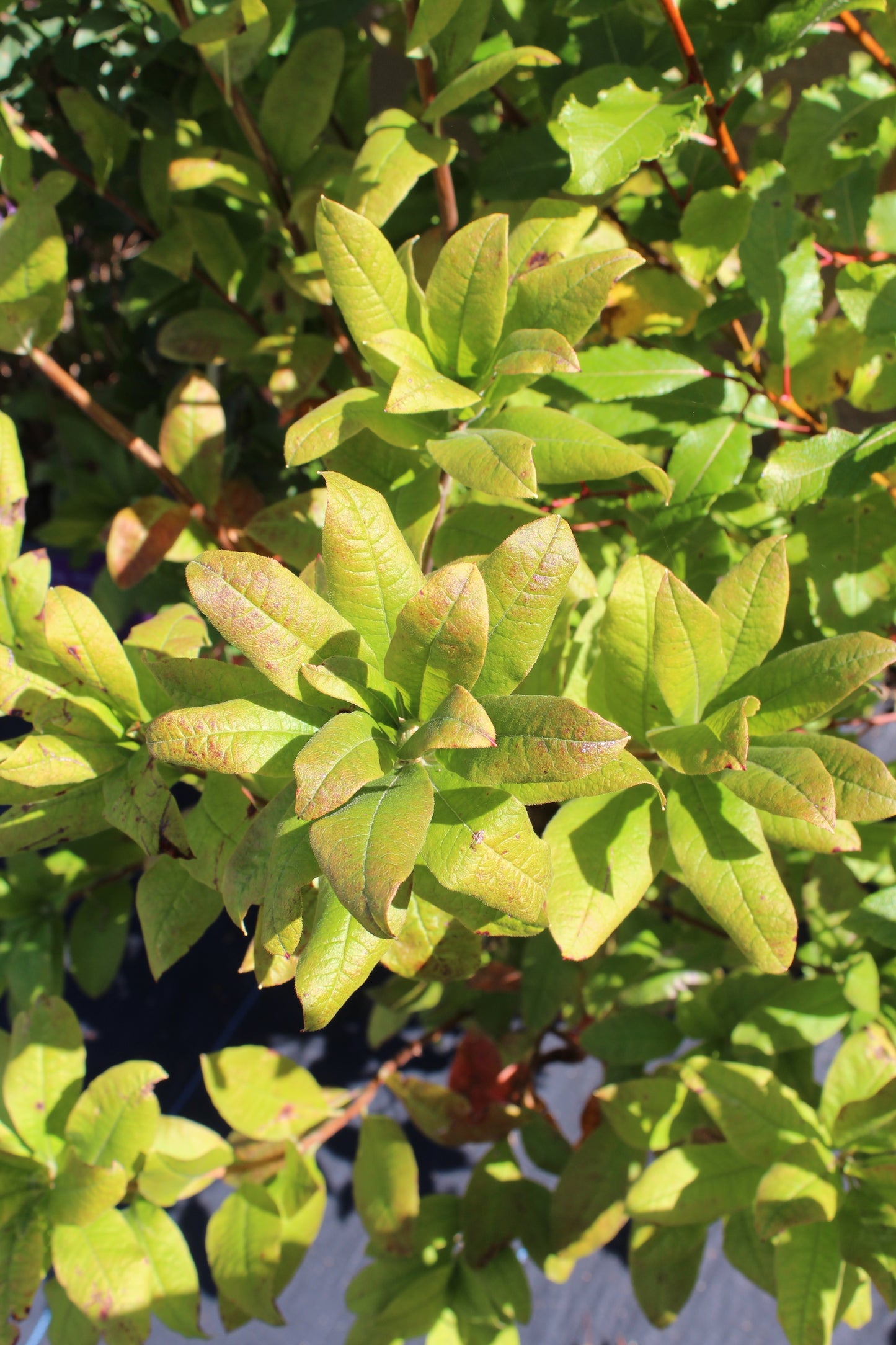 AZALEA `MANDARIN LIGHTS 2g