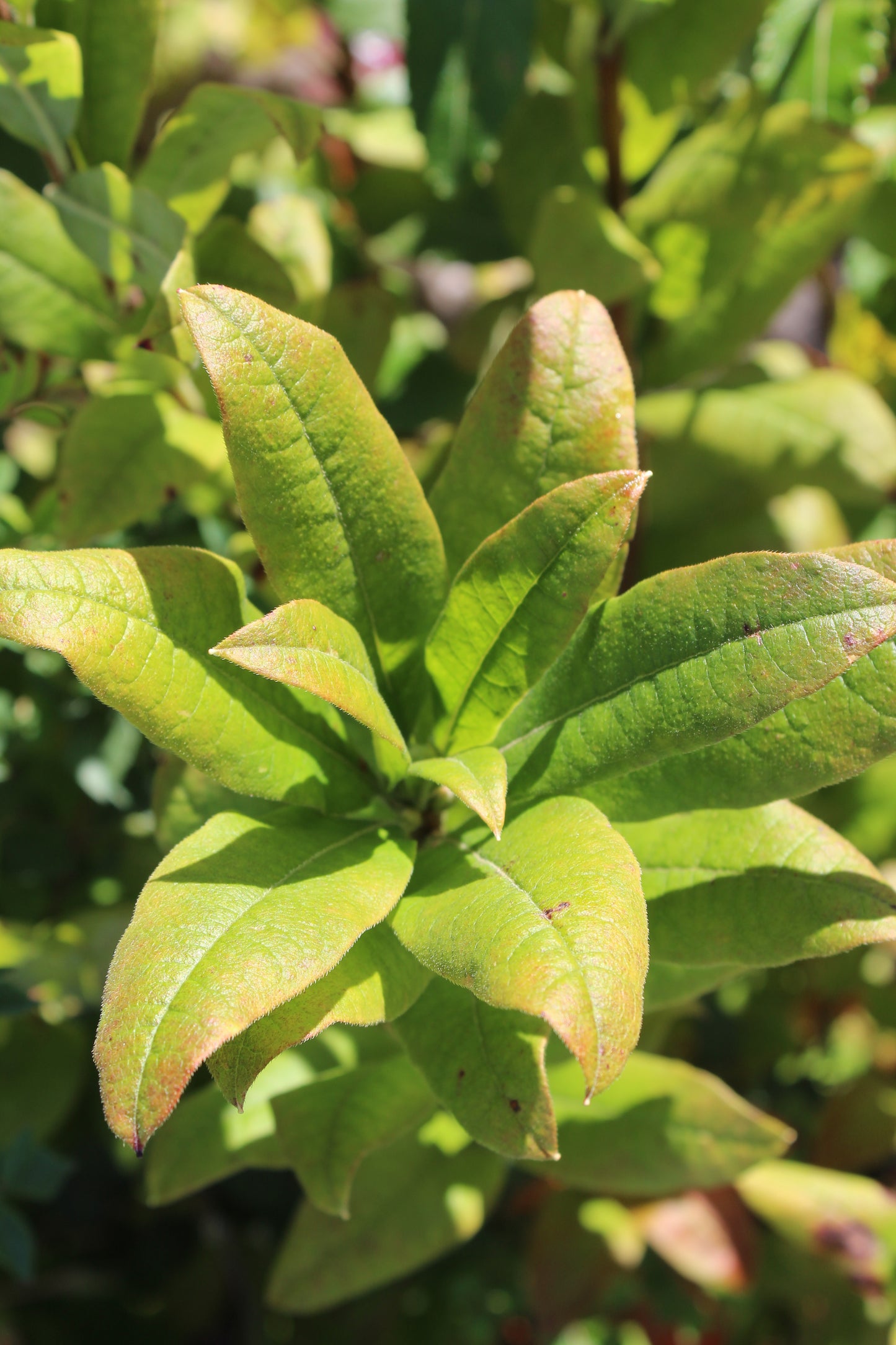 AZALEA `MANDARIN LIGHTS 2g
